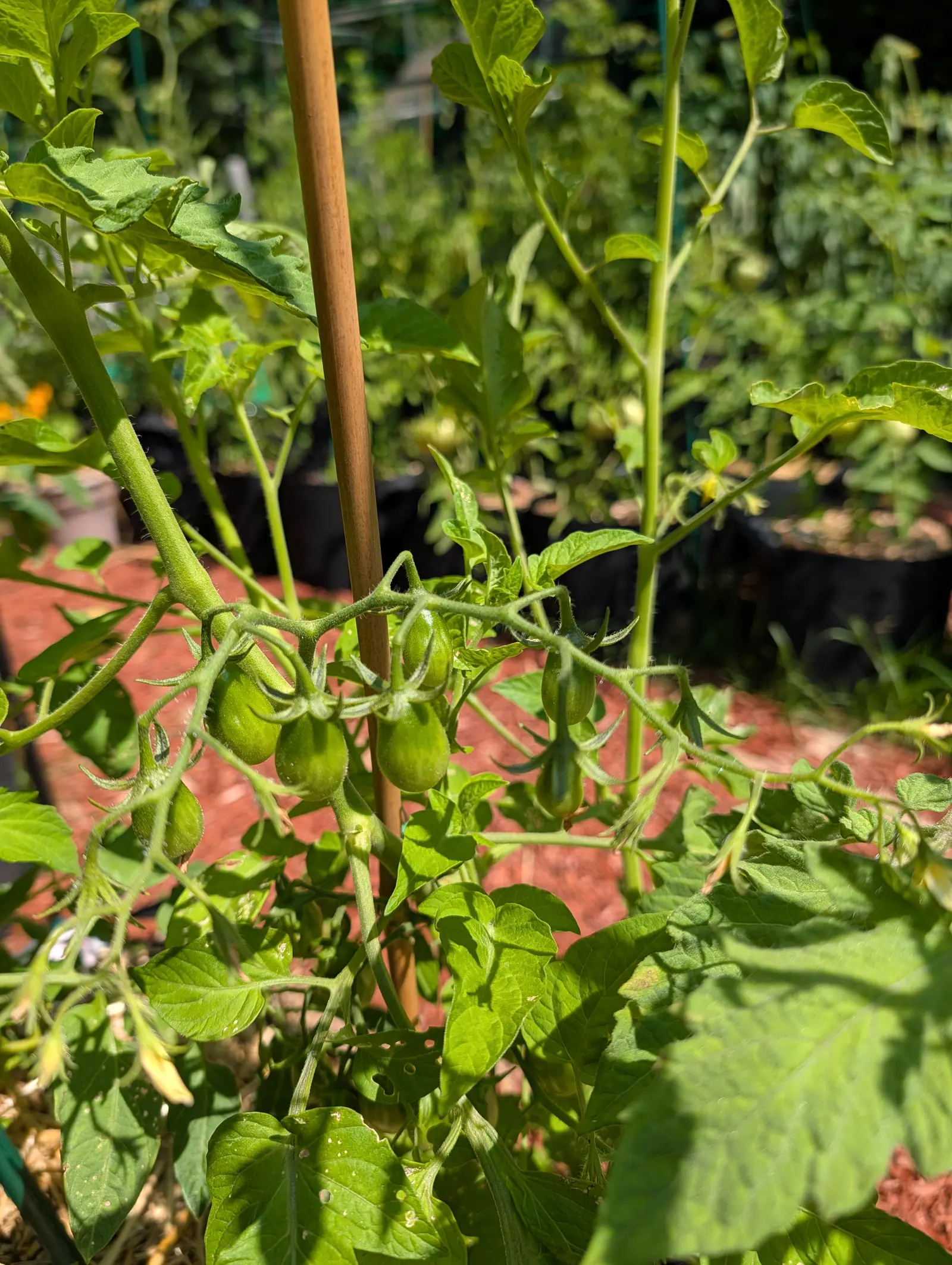 Trusses of small green plum-shaped tomatoes hanging beside a bamboo cane, black fabric grow bags and red-orange mulch behind them in strong sun.