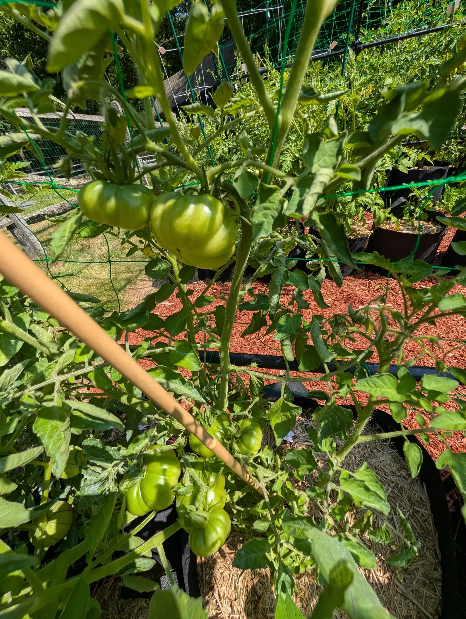 Two large ribbed green tomatoes high on a staked plant with a bamboo cane running through the frame, red-orange mulch, green mesh fencing and grow bags behind.