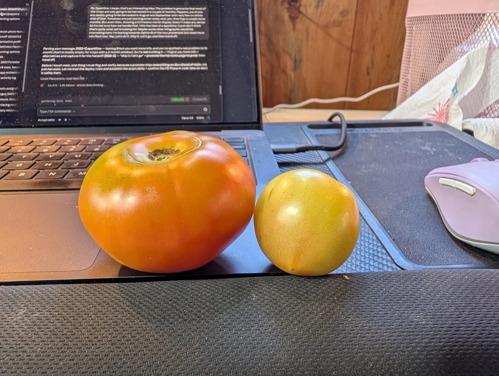 A large ribbed orange beefsteak tomato and a smaller yellow-green one standing on a dark desk mat beside an open laptop, a mouse to the right.
