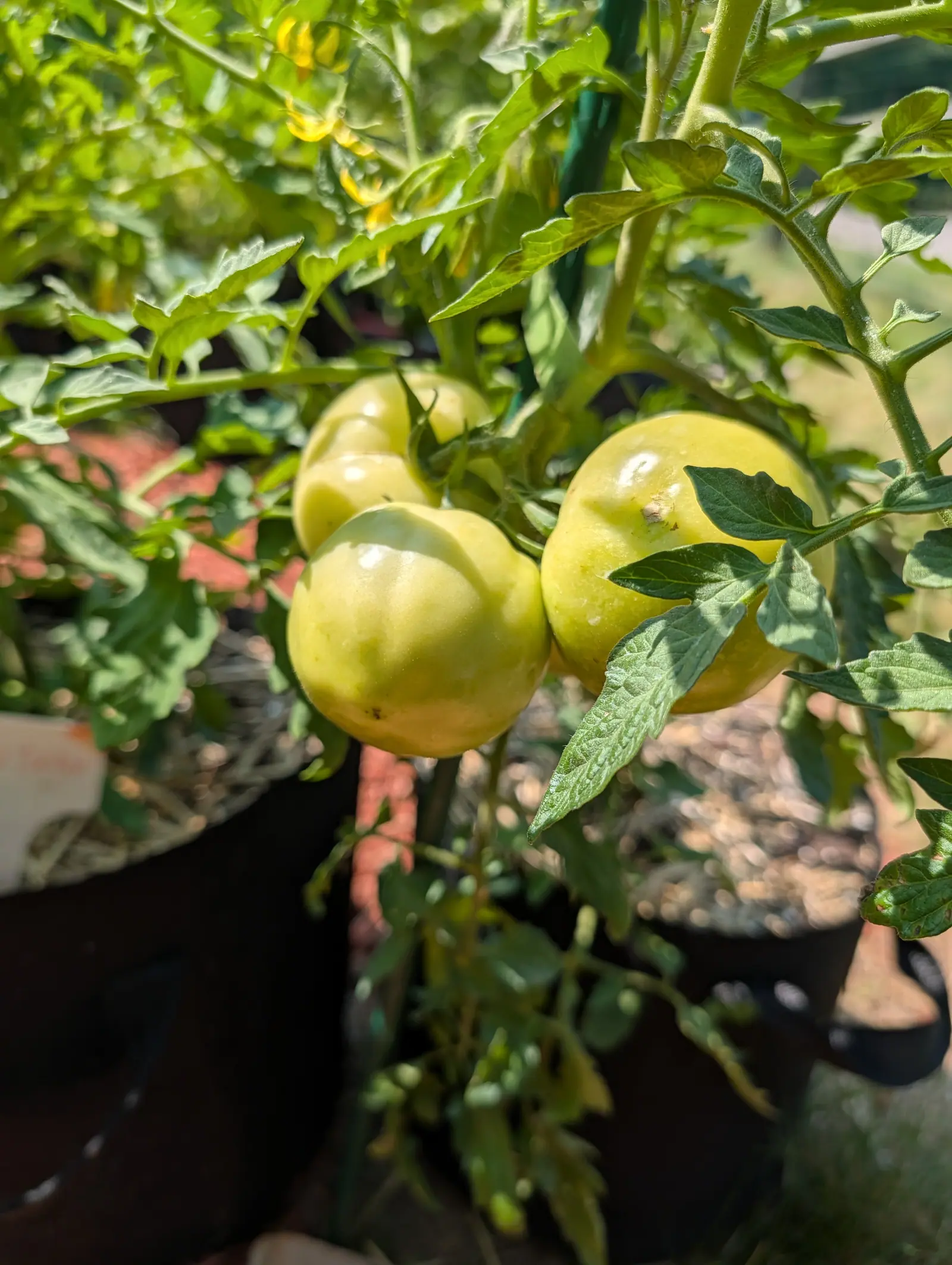 A cluster of creamy yellow-green tomatoes ripening on a plant in a black fabric grow bag, red-orange mulch and more grow bags out of focus behind.