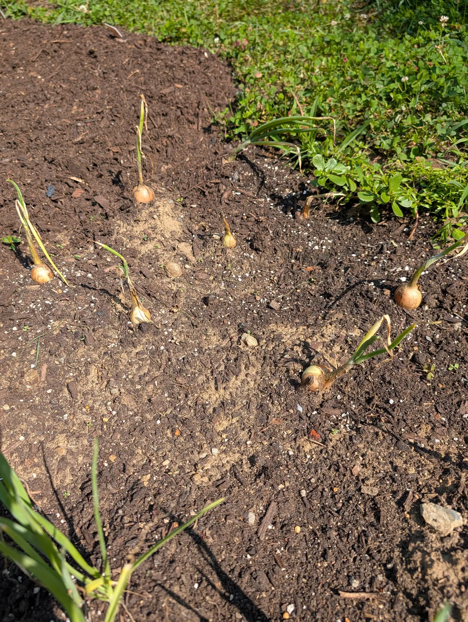 Half a dozen small golden shallots sitting proud of dark crumbly soil, their leaves withered and flat on the surface, with grass and clover along the edge of the bed.