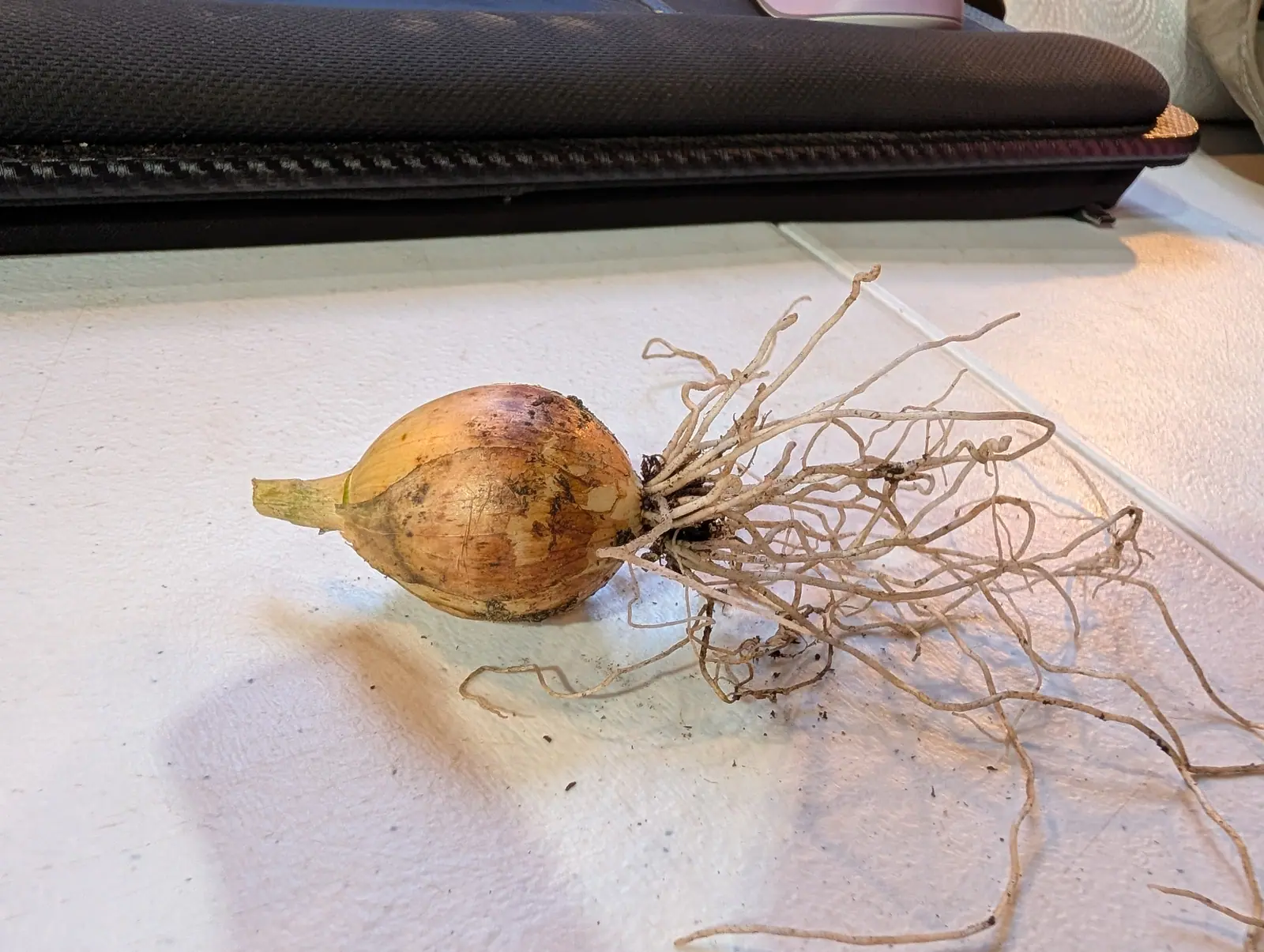 A single golden shallot with a long tangle of pale roots still attached, lying on a white worktop indoors with a dark case behind it.