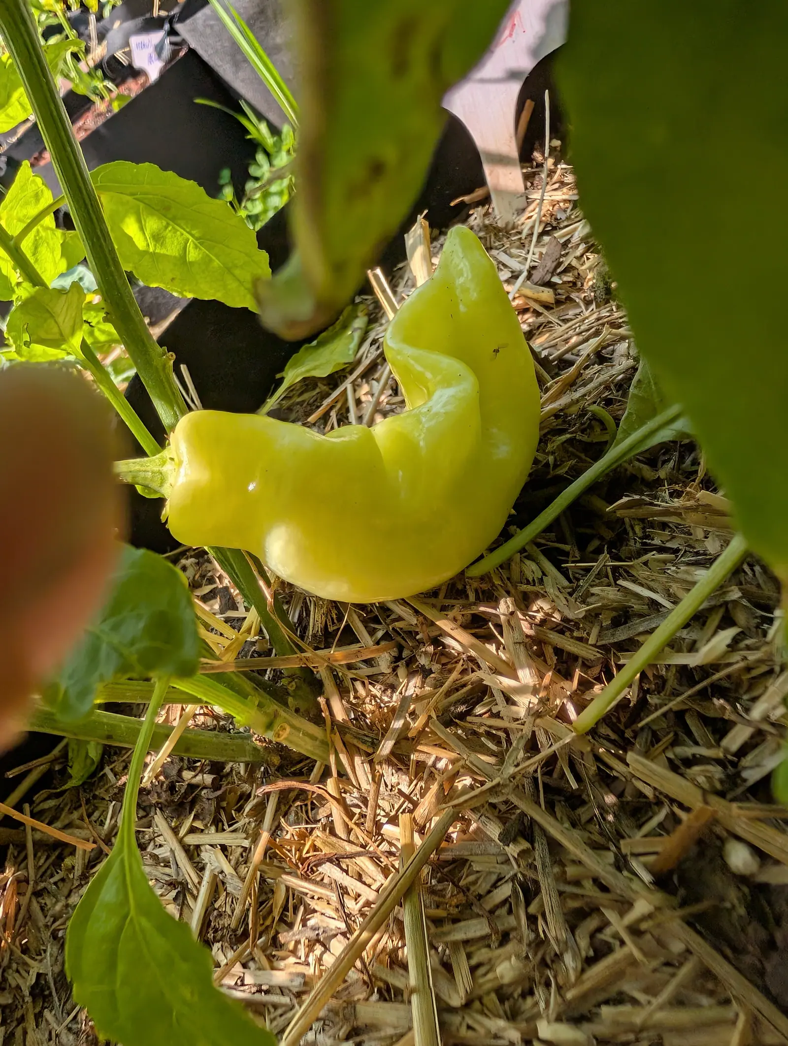 A curved pale yellow pepper hanging over straw mulch beneath a black fabric grow bag, sunlight across it, a blurred fingertip at the left edge of the frame.