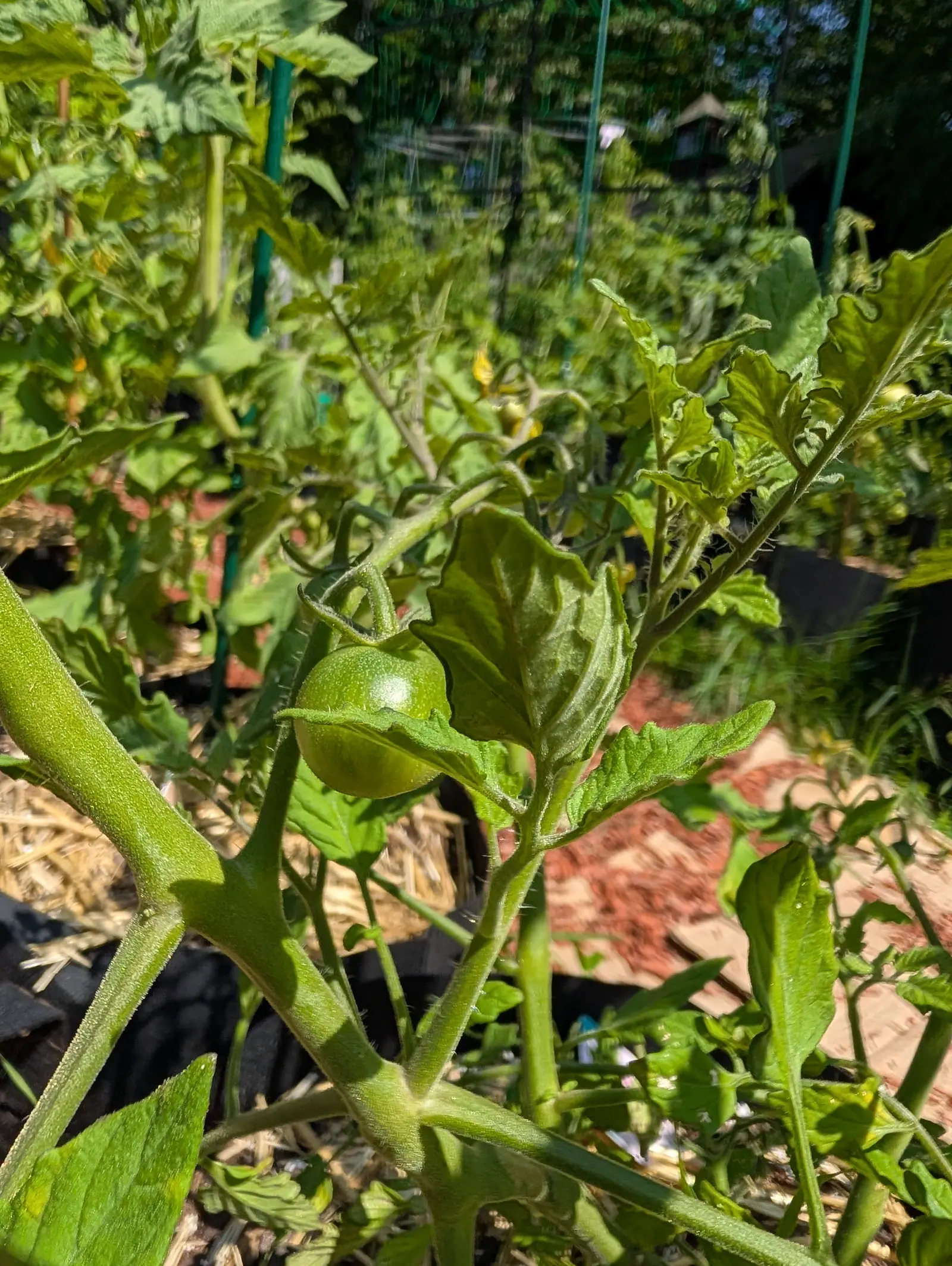 A single small green tomato on its truss, held out from the plant, with green mesh fencing, red-orange mulch and grow bags soft behind it.