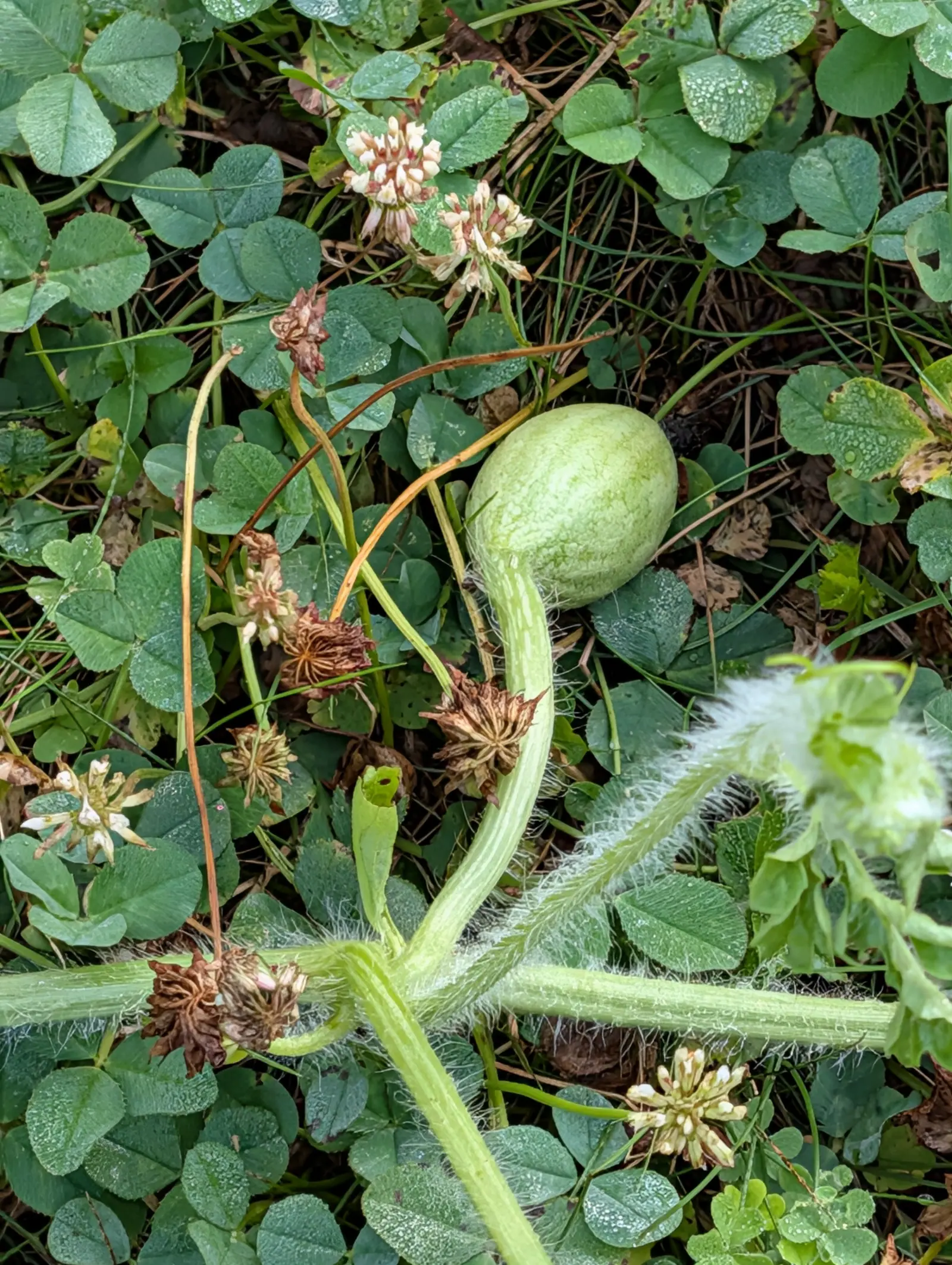 A small pale green watermelon on a bristly vine lying in grass and clover, the clover flowers gone brown around it.