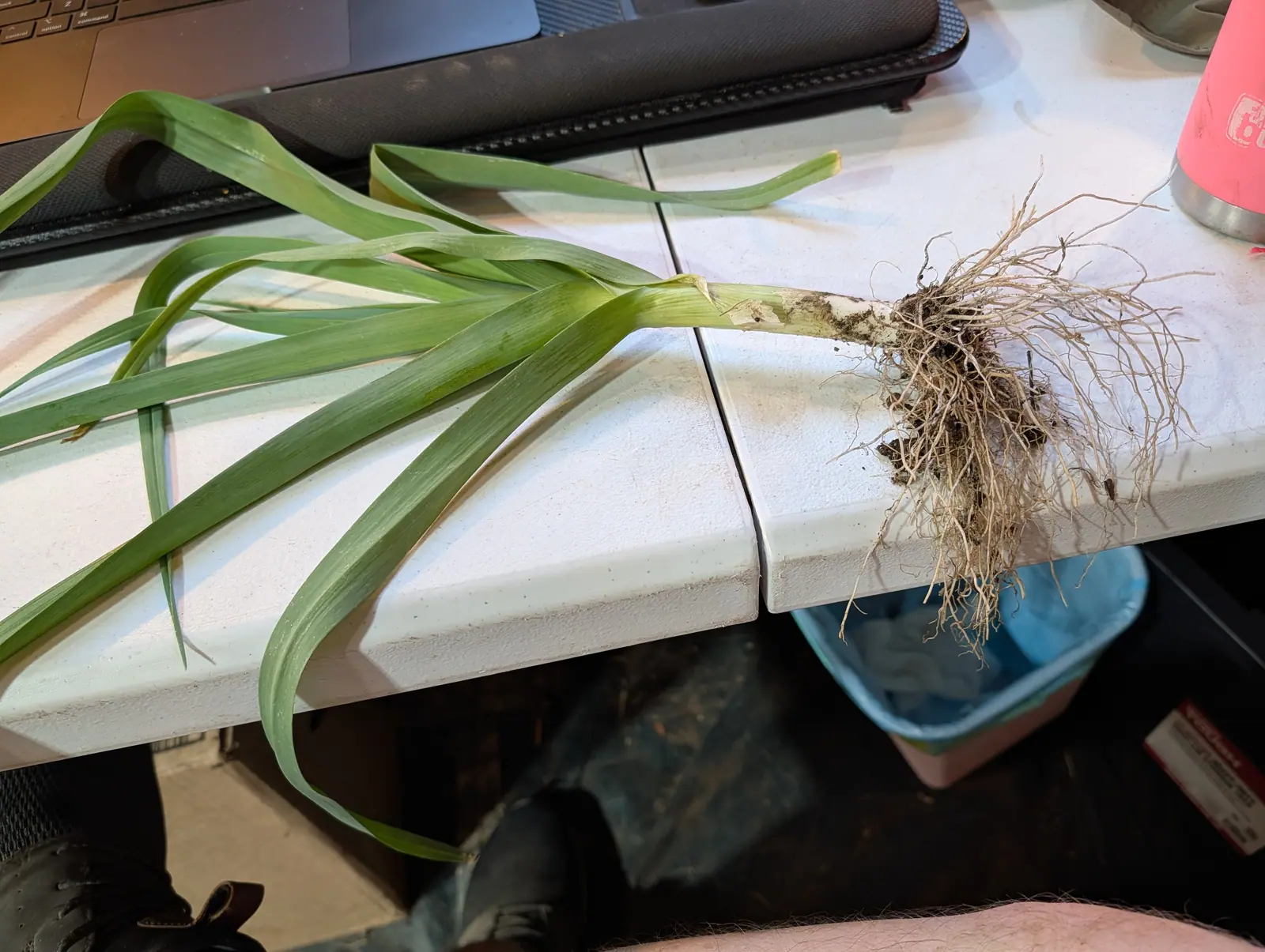 A pulled leek lying on a white worktop indoors, its long strap leaves to one side and a dense pale root mass at the other, a blue tub below.