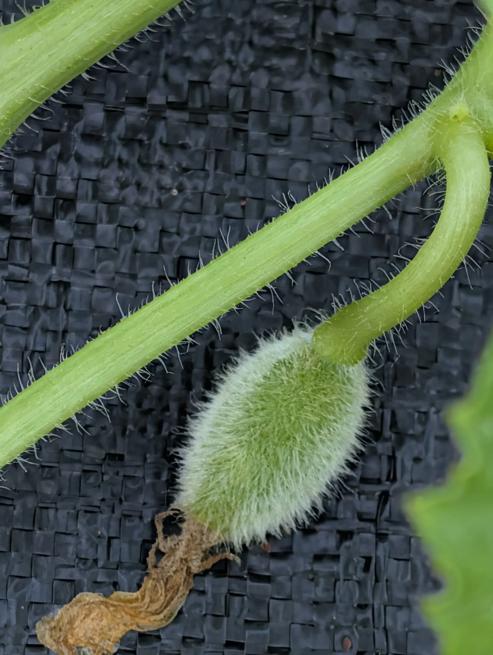 A young melon no bigger than a thumb, densely furred and still carrying its shrivelled flower, hanging from a hairy vine over black woven ground fabric.