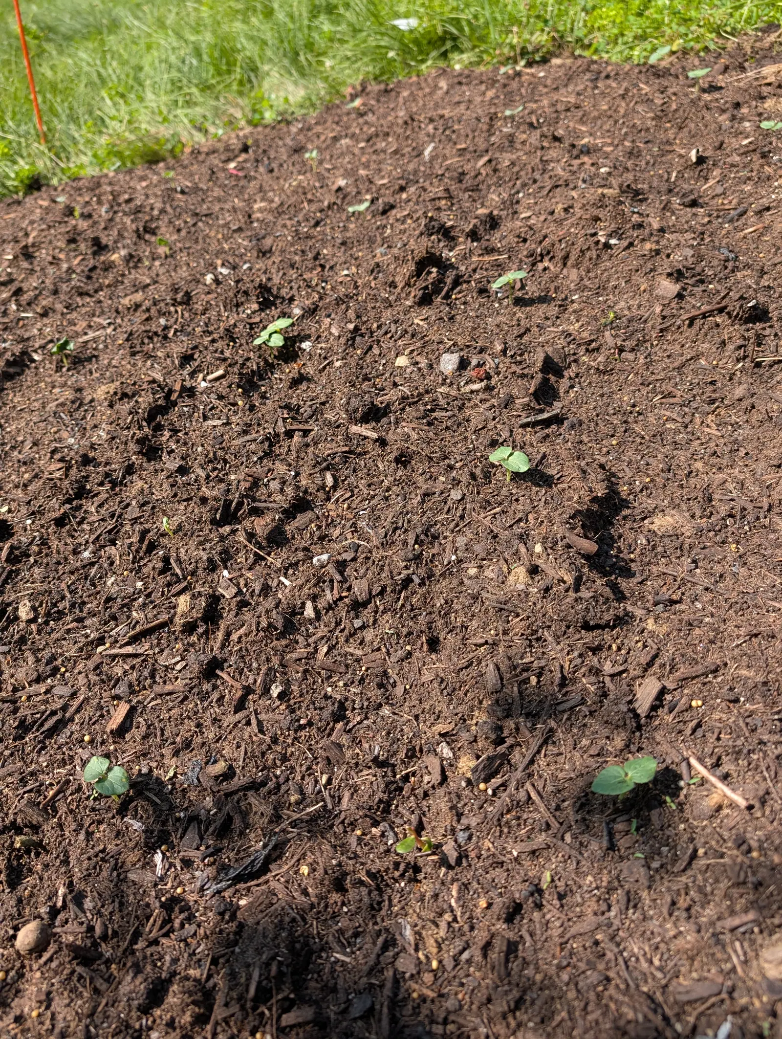 A wide bed of dark crumbly compost scattered with tiny just-emerged seedlings, rough grass along the top edge and an orange marker rod at the left.
