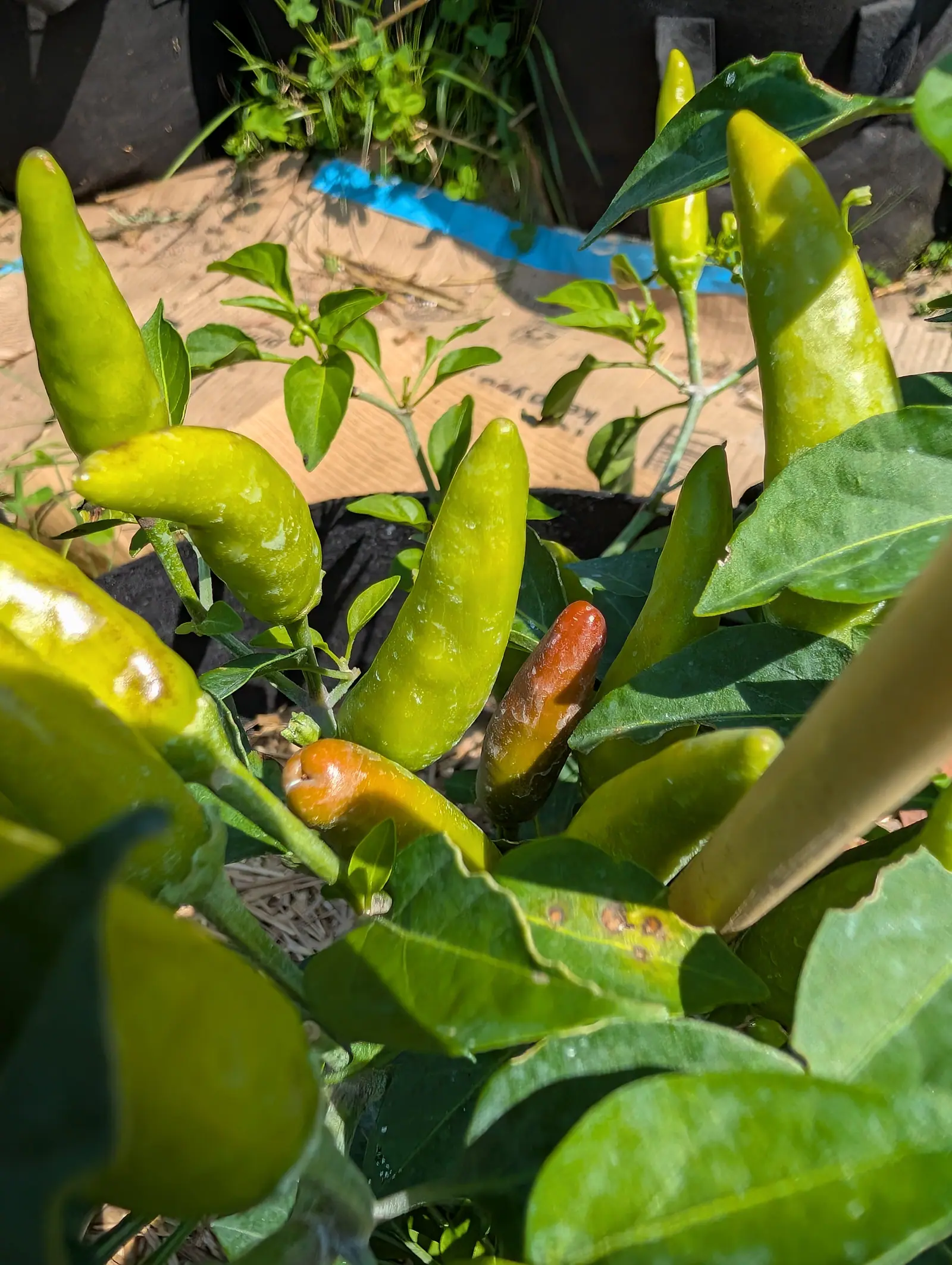 Upright pointed green peppers on the plant, two of them turning orange-red, above a sheet of cardboard mulch taped with blue and black fabric grow bags behind.