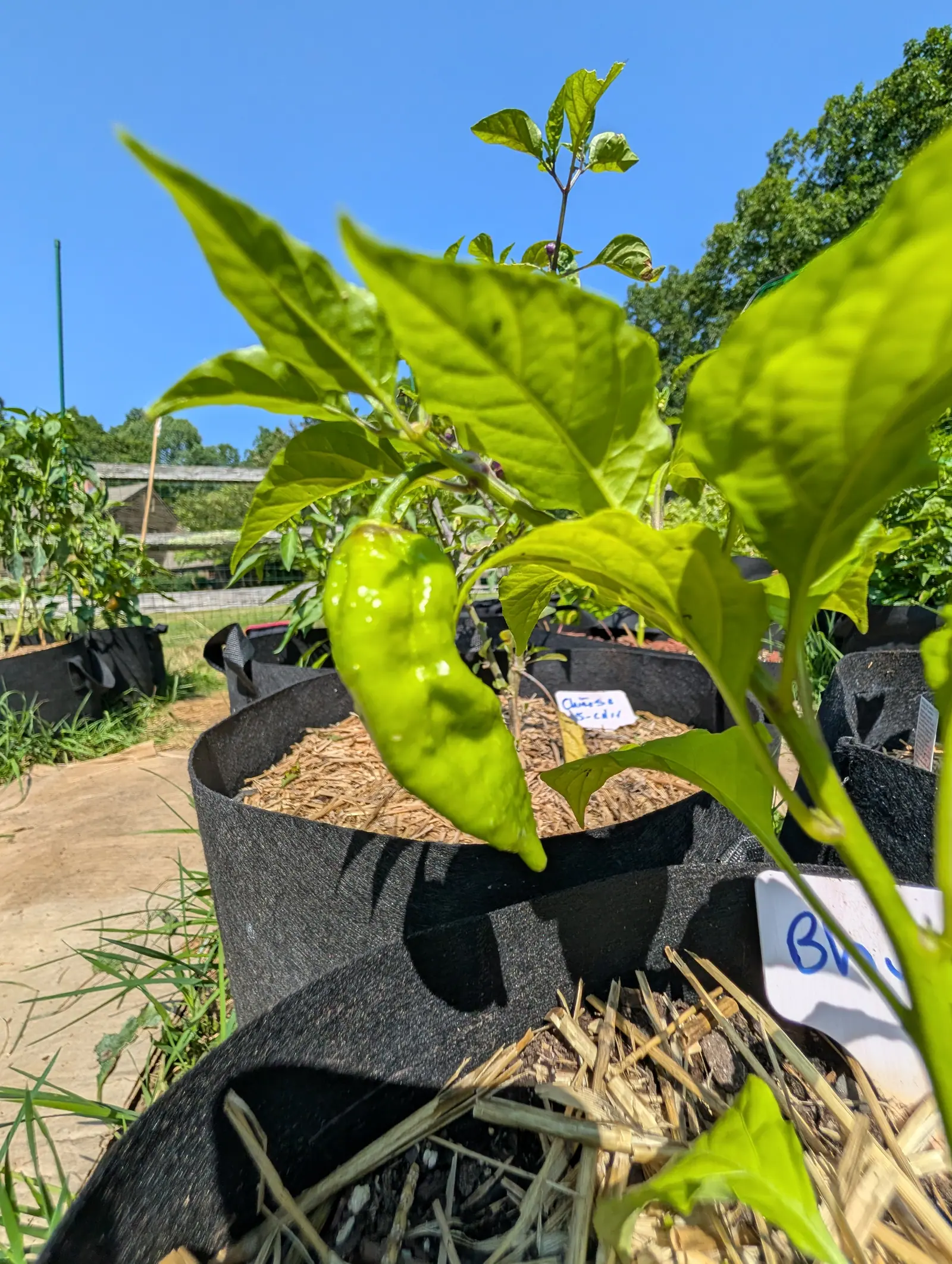 A wrinkled pale green pepper hanging from a plant in a black fabric grow bag under a clear blue sky, straw mulch below and a row of grow bags with labels behind.