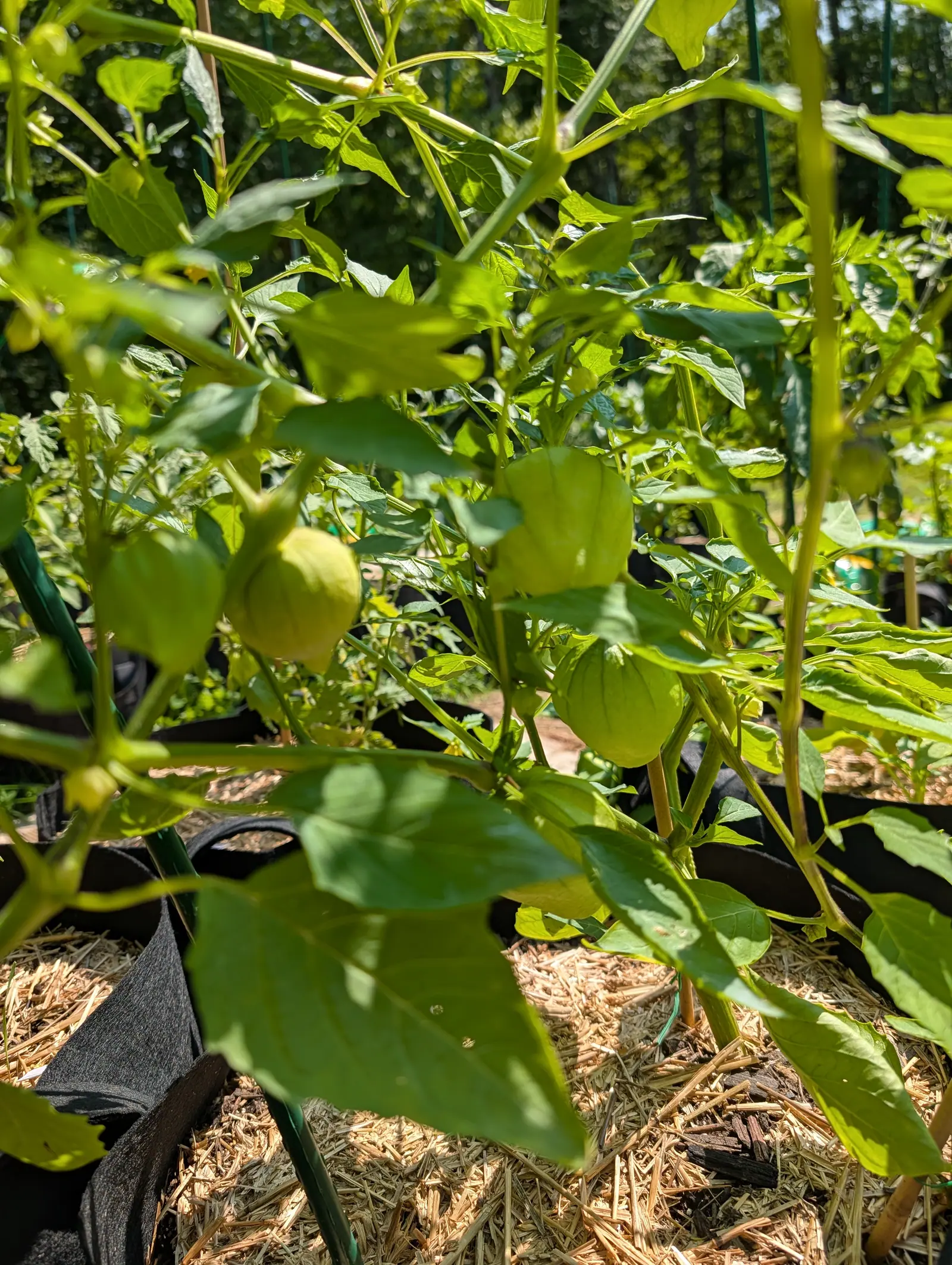 Small yellow-green tomatillos in their husks among broad leaves, the plant staked with a green metal post above straw mulch and black fabric grow bags.