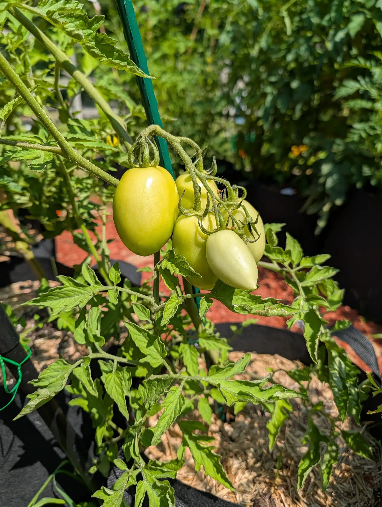 A truss of four pale yellow-green plum tomatoes hanging beside a green metal stake, the plant in a black fabric grow bag with red-orange mulch behind.
