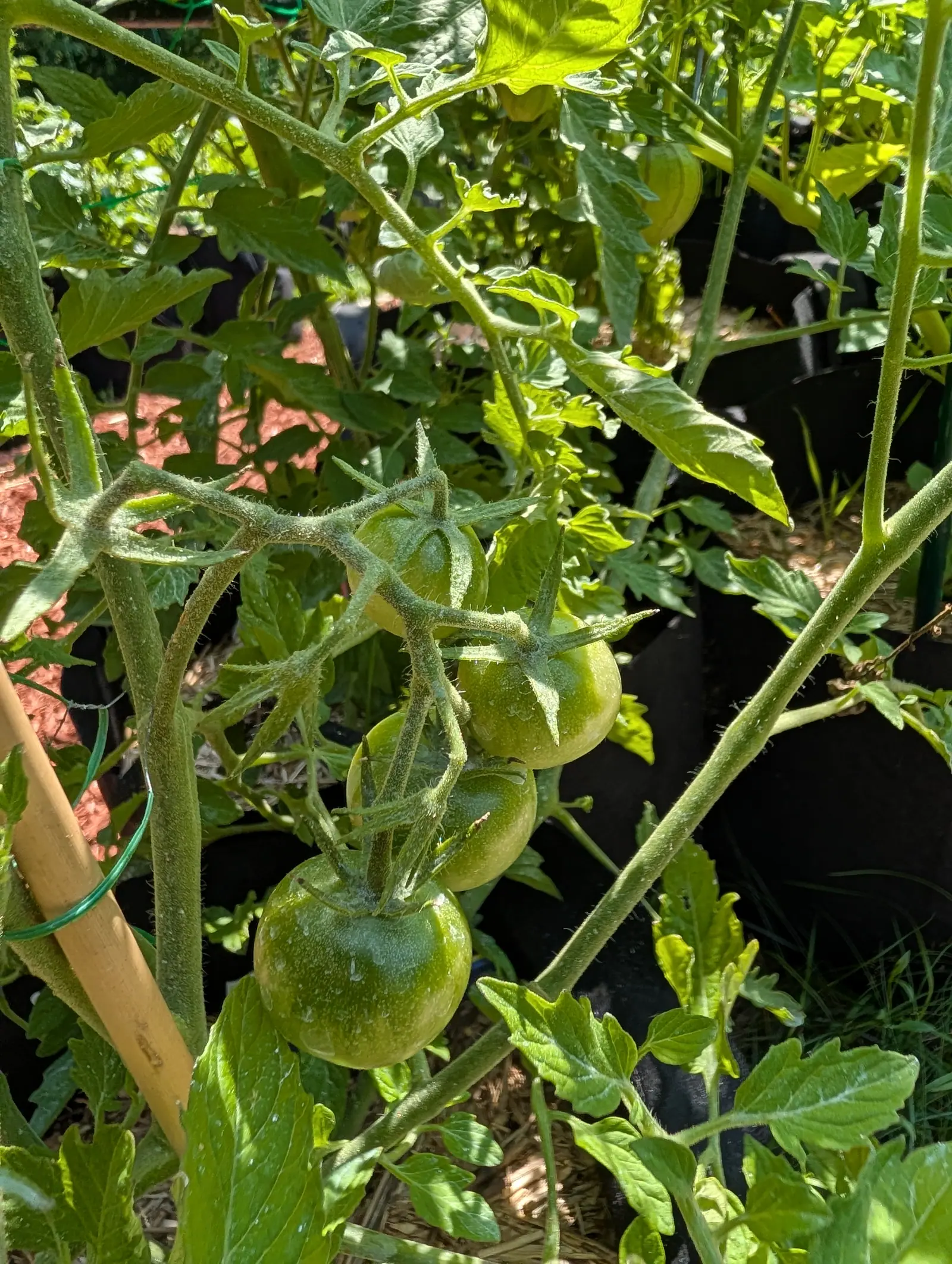 A truss of round green cherry tomatoes, the lowest already darkening at the shoulder, tied to a bamboo cane with green wire beside black fabric grow bags.
