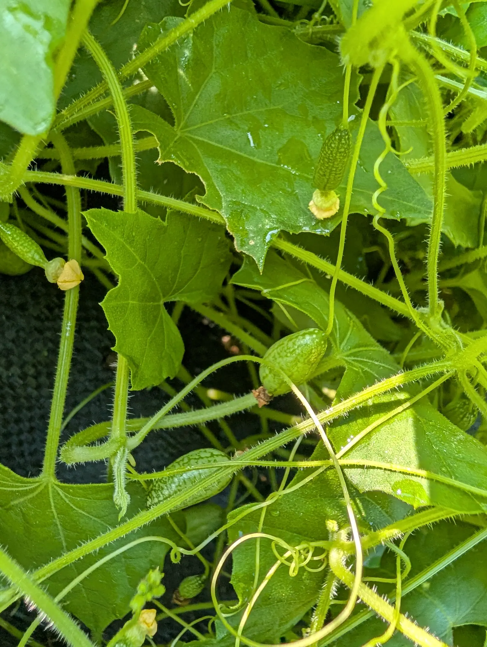 Tiny striped cucamelons the size of grapes hanging from a hairy vine, coiled tendrils and lobed leaves around them and black woven fabric visible below.