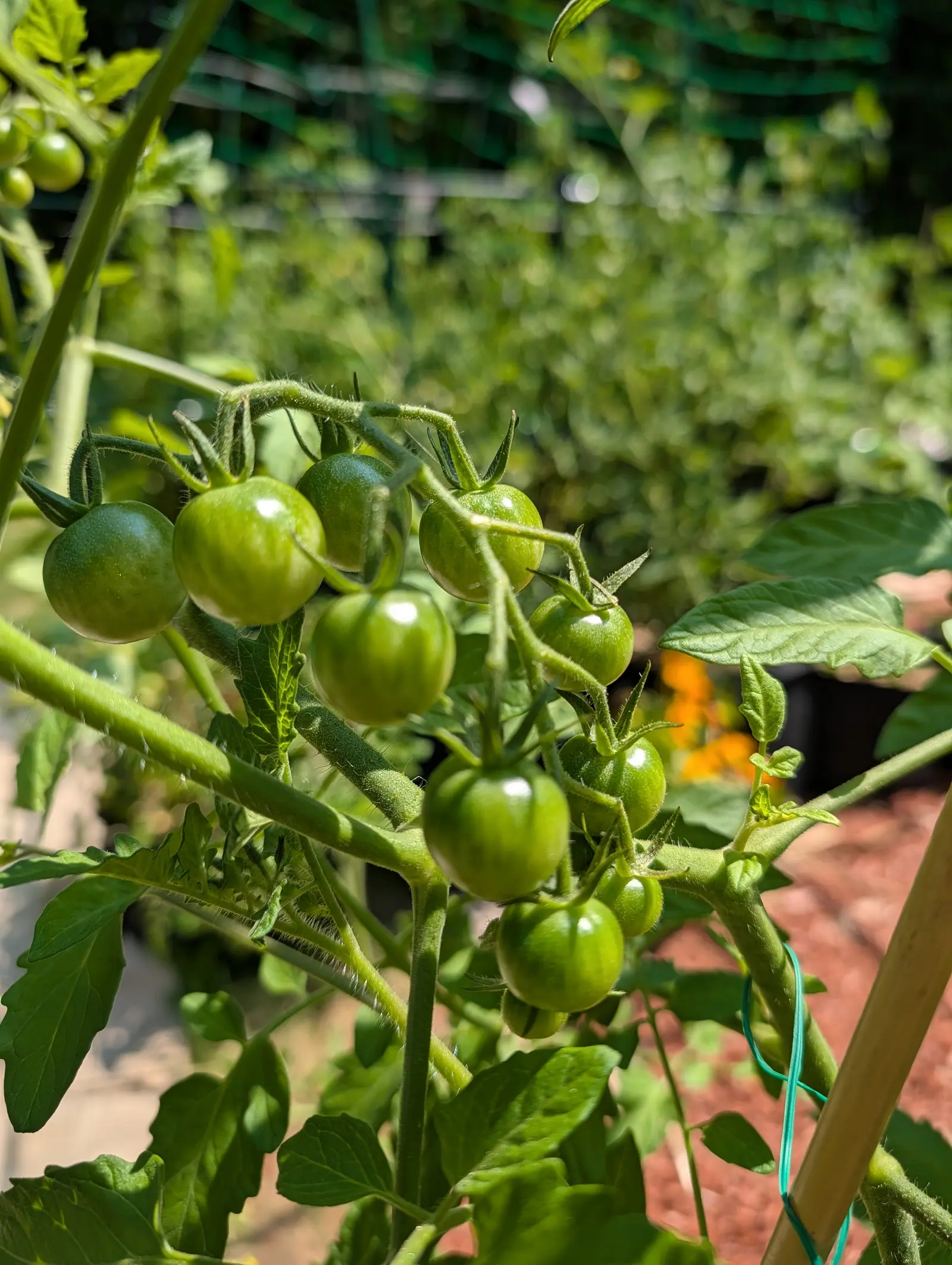A heavy truss of green cherry tomatoes on a staked plant, green mesh fencing and orange flowers blurred behind, red-orange mulch below.