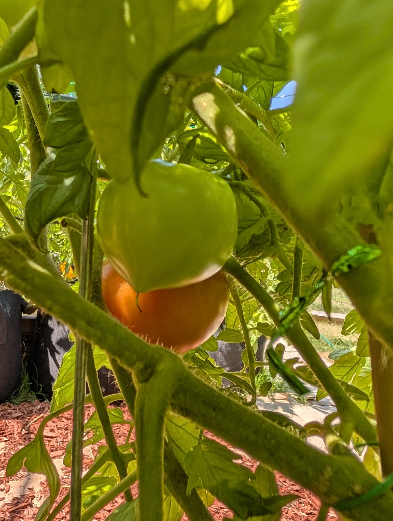A tomato half-hidden by leaves, green at the shoulder and turning orange below, hanging among thick stems with red-orange mulch on the ground behind.