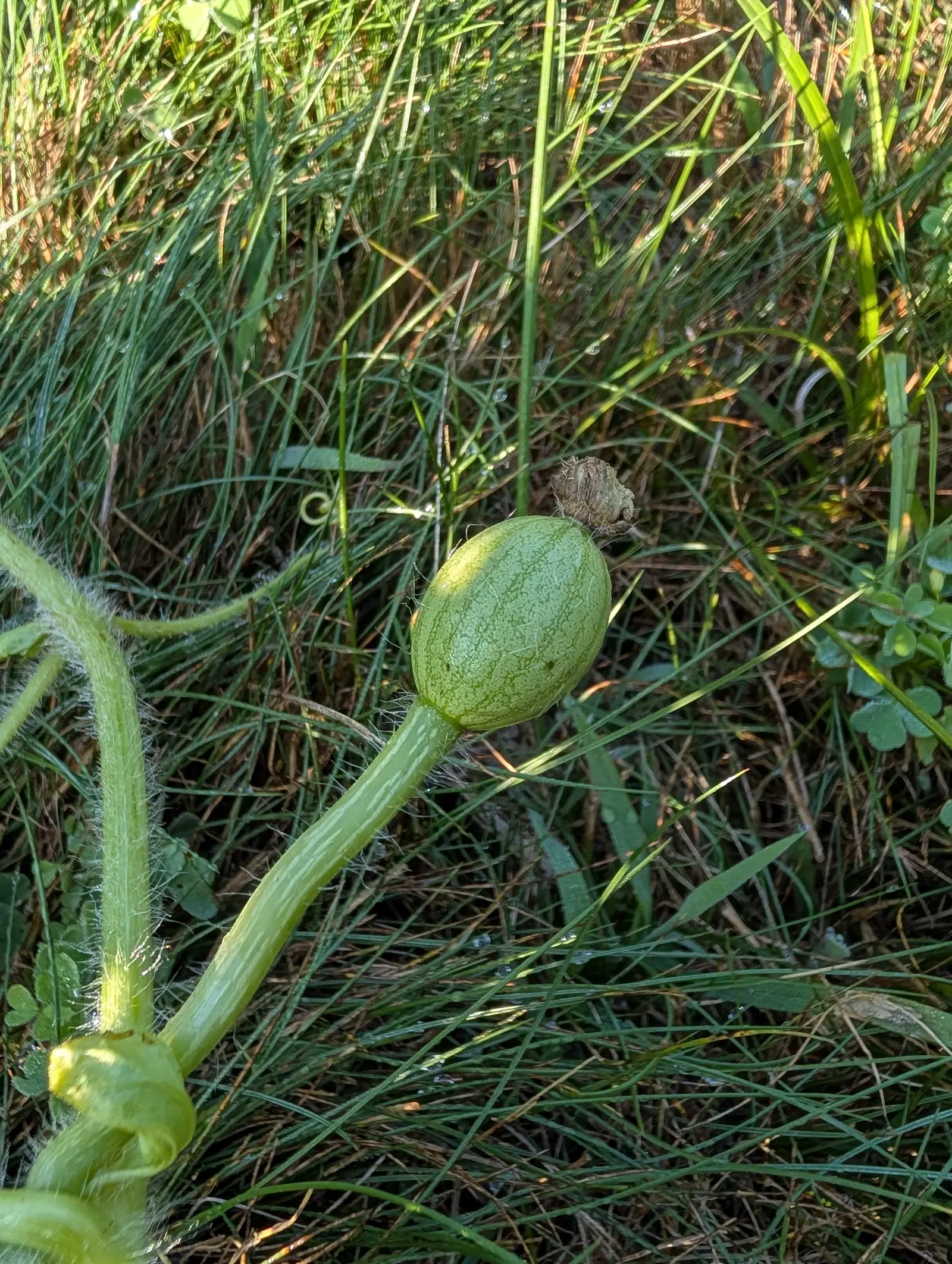 A small oval watermelon striped light and dark green on a bristly stalk, lying in long grass and clover in low evening light.