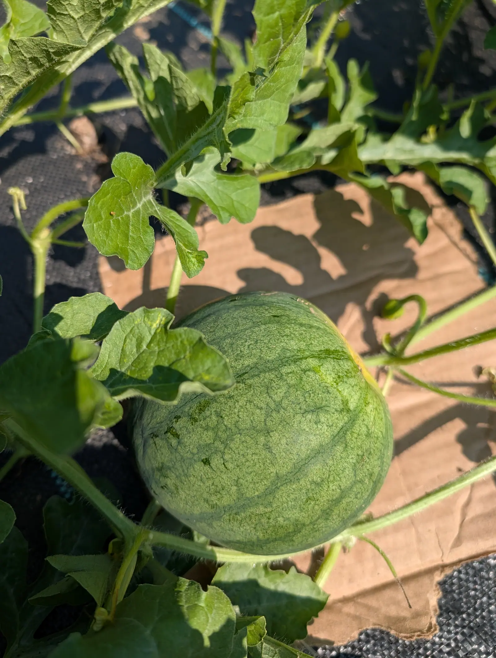A round green striped watermelon resting on a sheet of cardboard laid over black woven ground fabric, its deeply cut leaves and vines spread around it.
