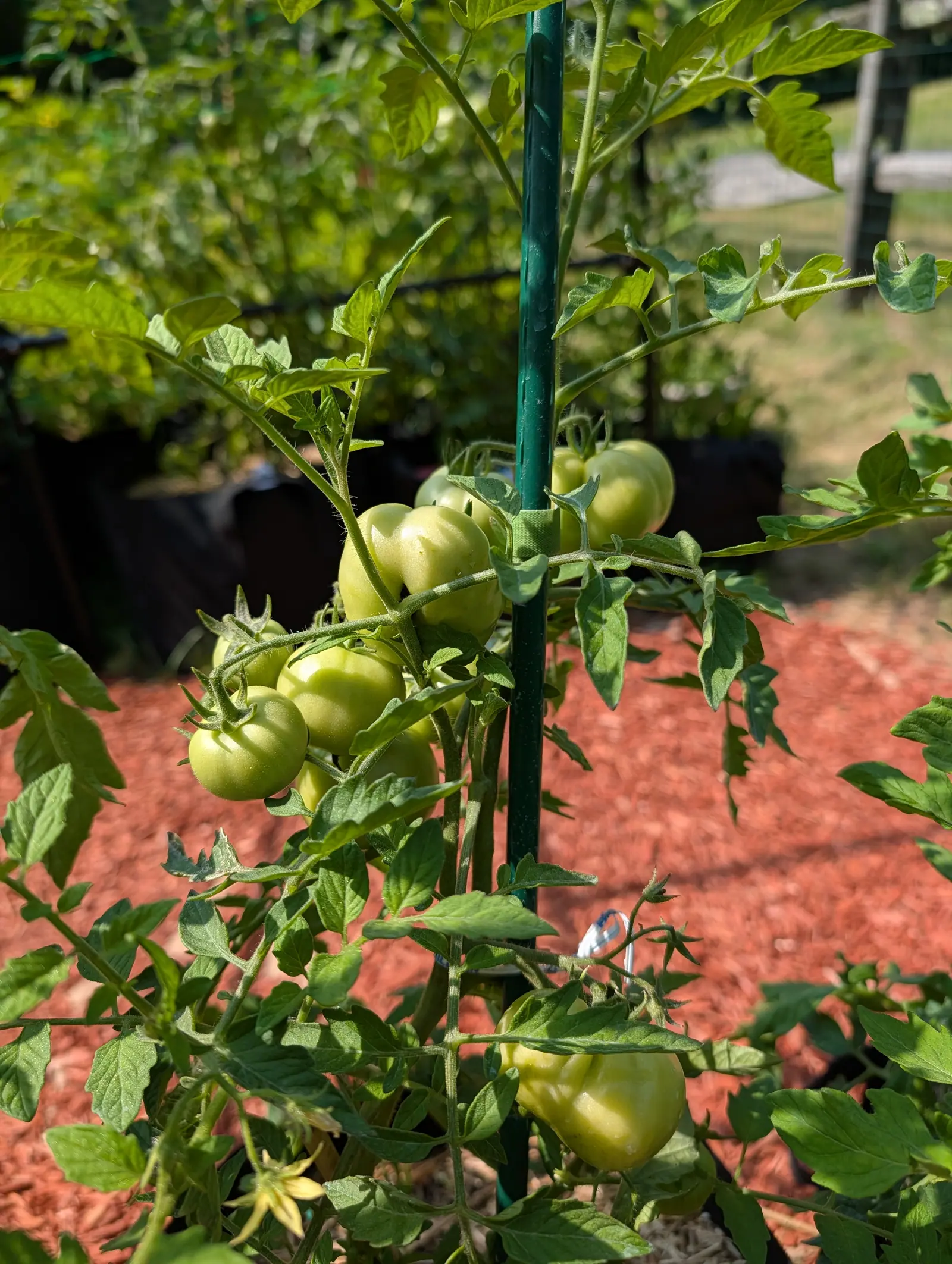 A cluster of green tomatoes on a plant tied to a green metal stake, red-orange mulch spread beneath and a split-rail fence and lawn beyond.