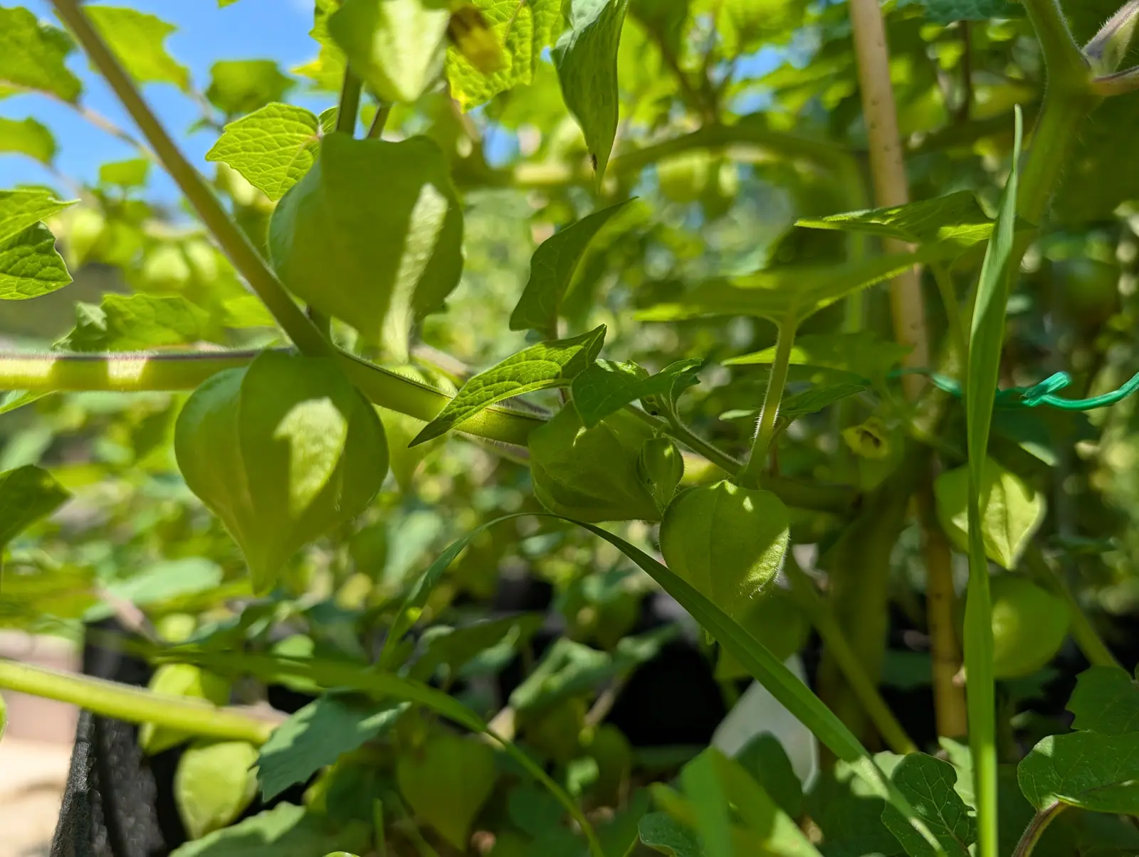 Small green tomatillo husks among pale sunlit leaves against a blue sky, a bamboo cane and green wire tie at the right and a black grow bag below.