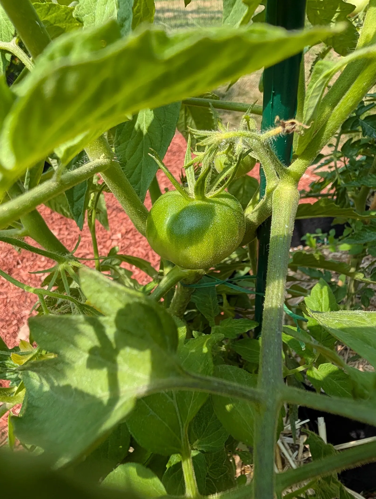 A single green tomato on the vine beside a green metal stake, ferny leaves overhanging it and red-orange mulch bright behind.