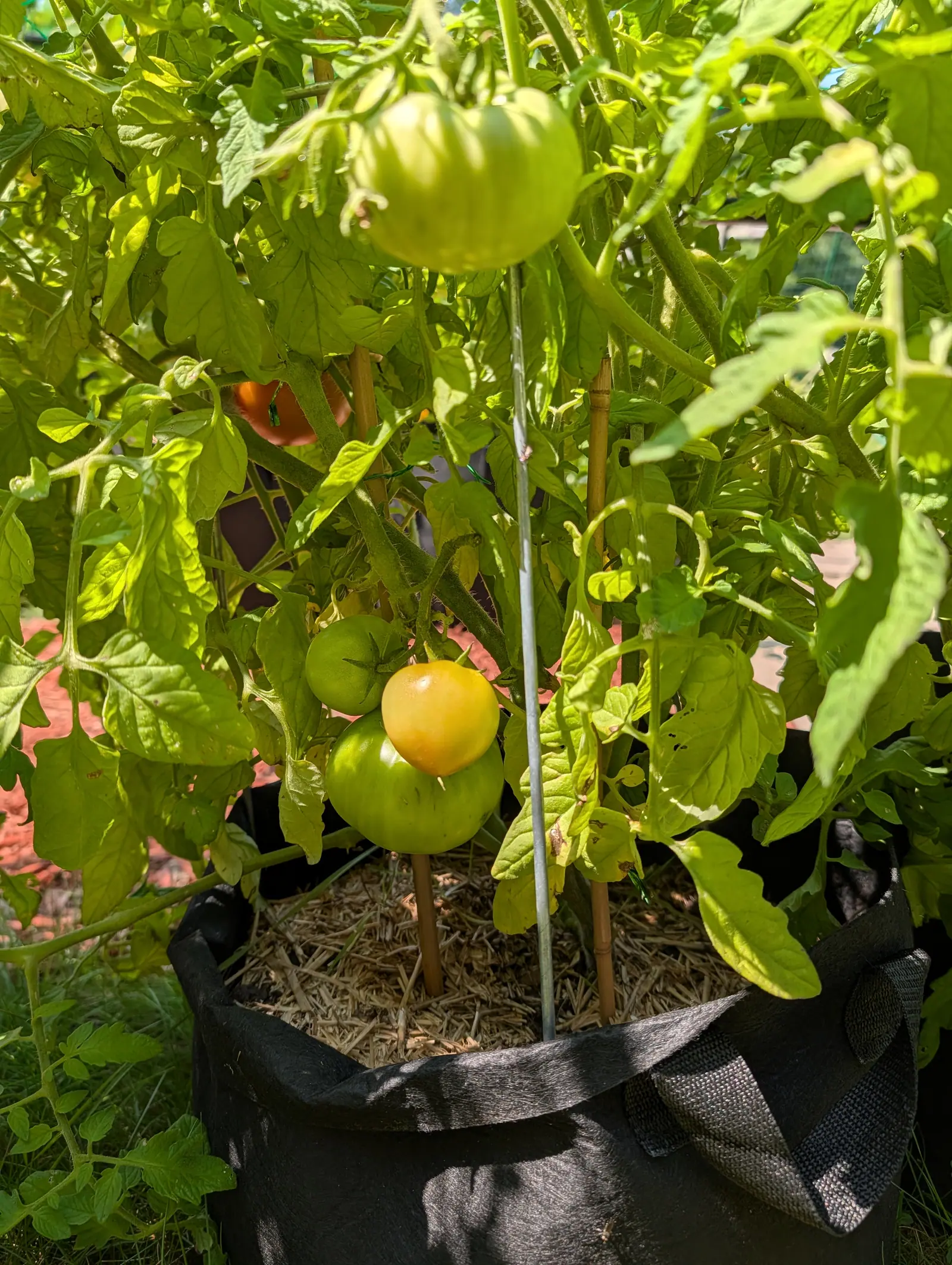 A tall tomato plant in a black fabric grow bag mulched with straw and staked with bamboo canes, one large green fruit above and a yellowing ripening one below.