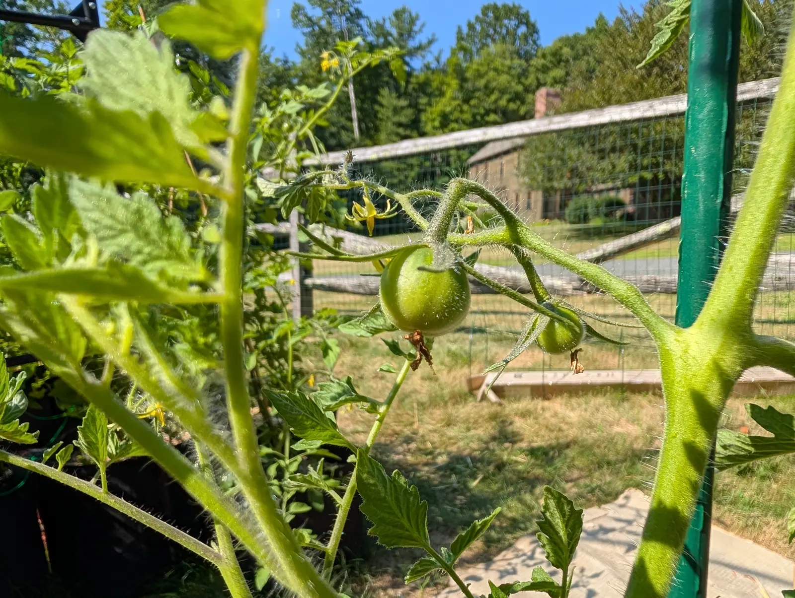 Green tomatoes on a truss in front of a split-rail fence hung with wire mesh, a green metal stake at the right and mown grass, trees and a distant building beyond.
