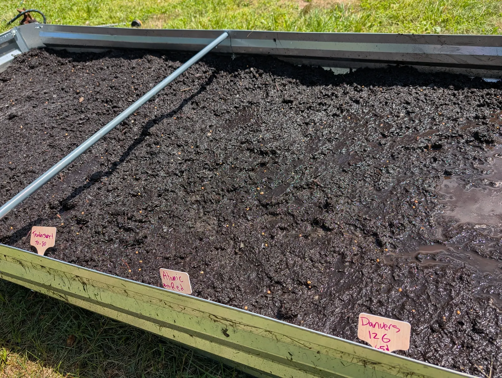 A newly sown bed of dark wet compost in a galvanised raised frame, three pink handwritten labels along the near edge.