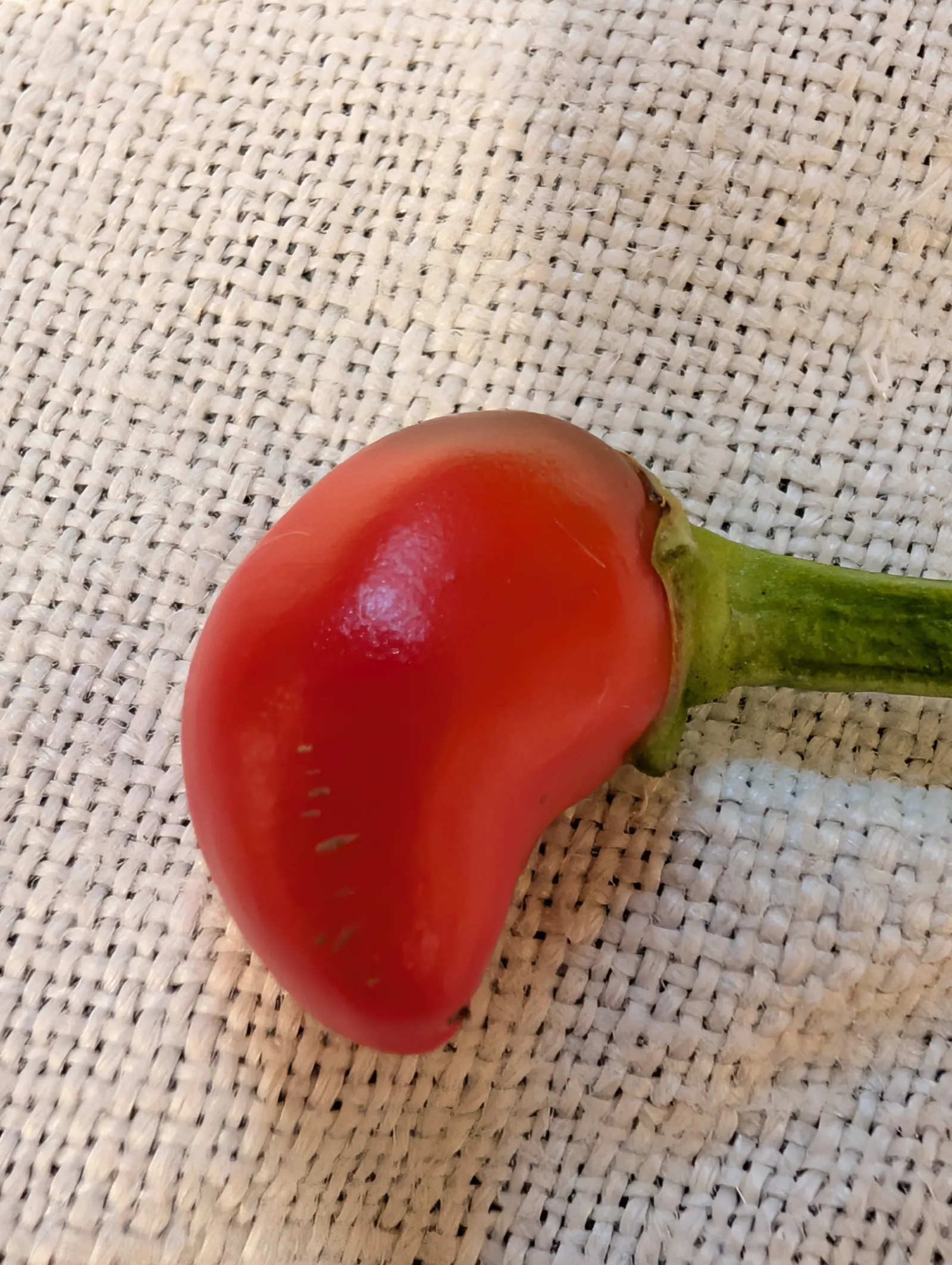 A single glossy red pepper with a thick green stalk, curved like a kidney, lying on coarse cream woven cloth.