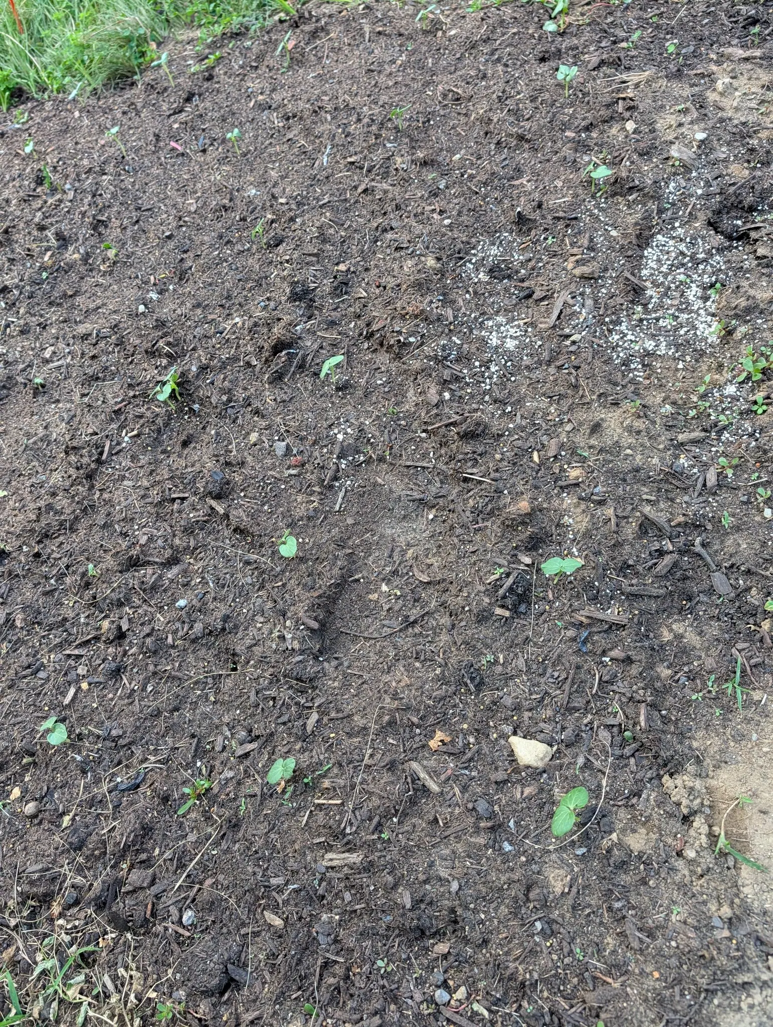 A bed of dark compost dressed with pale grit, a scatter of tiny seedlings just showing across it and rough grass along the top edge.
