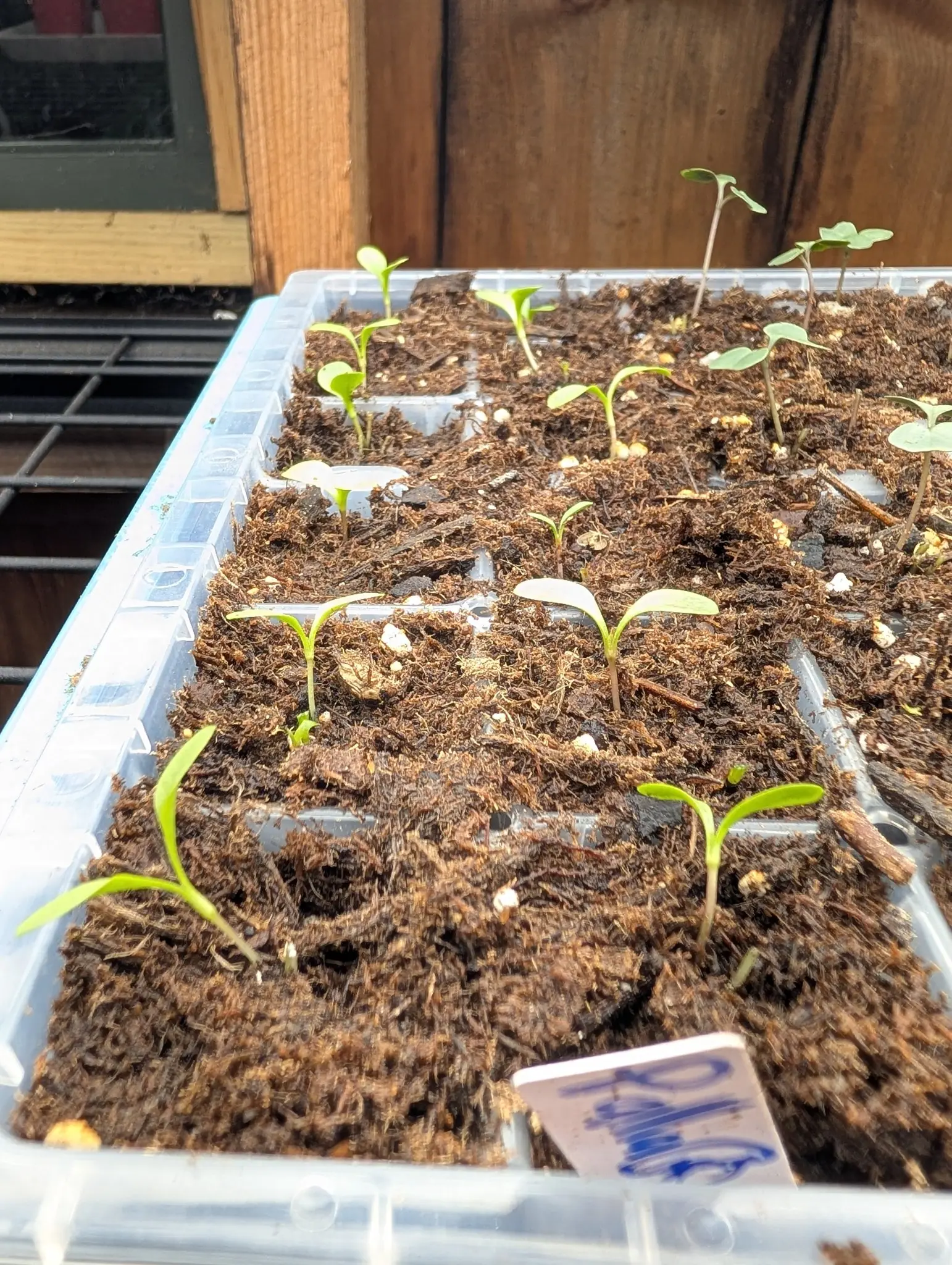 A clear plastic cell tray of compost on a wire rack, small seedlings with their first true leaves in each cell, a timber wall behind and a written label in the corner.