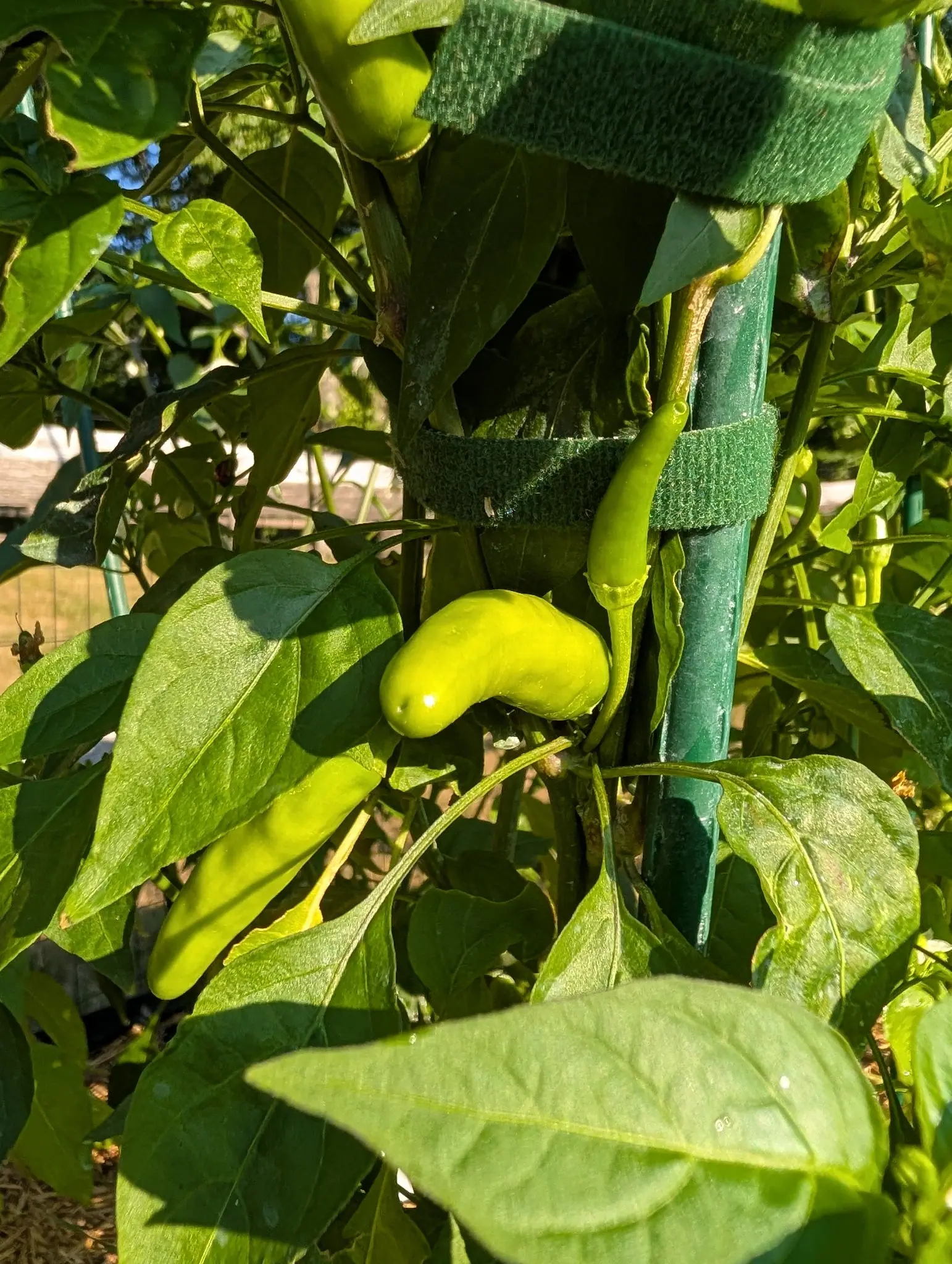 Pale yellow-green peppers, one thick and hooked, another long and slender, on a plant strapped to a green metal stake with black velcro ties among glossy leaves.
