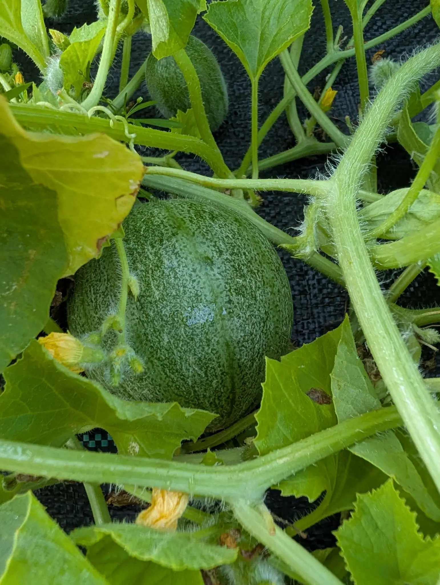 A small netted green melon resting on black woven ground fabric, its hairy vine and spent yellow flowers around it and a second young fruit behind.
