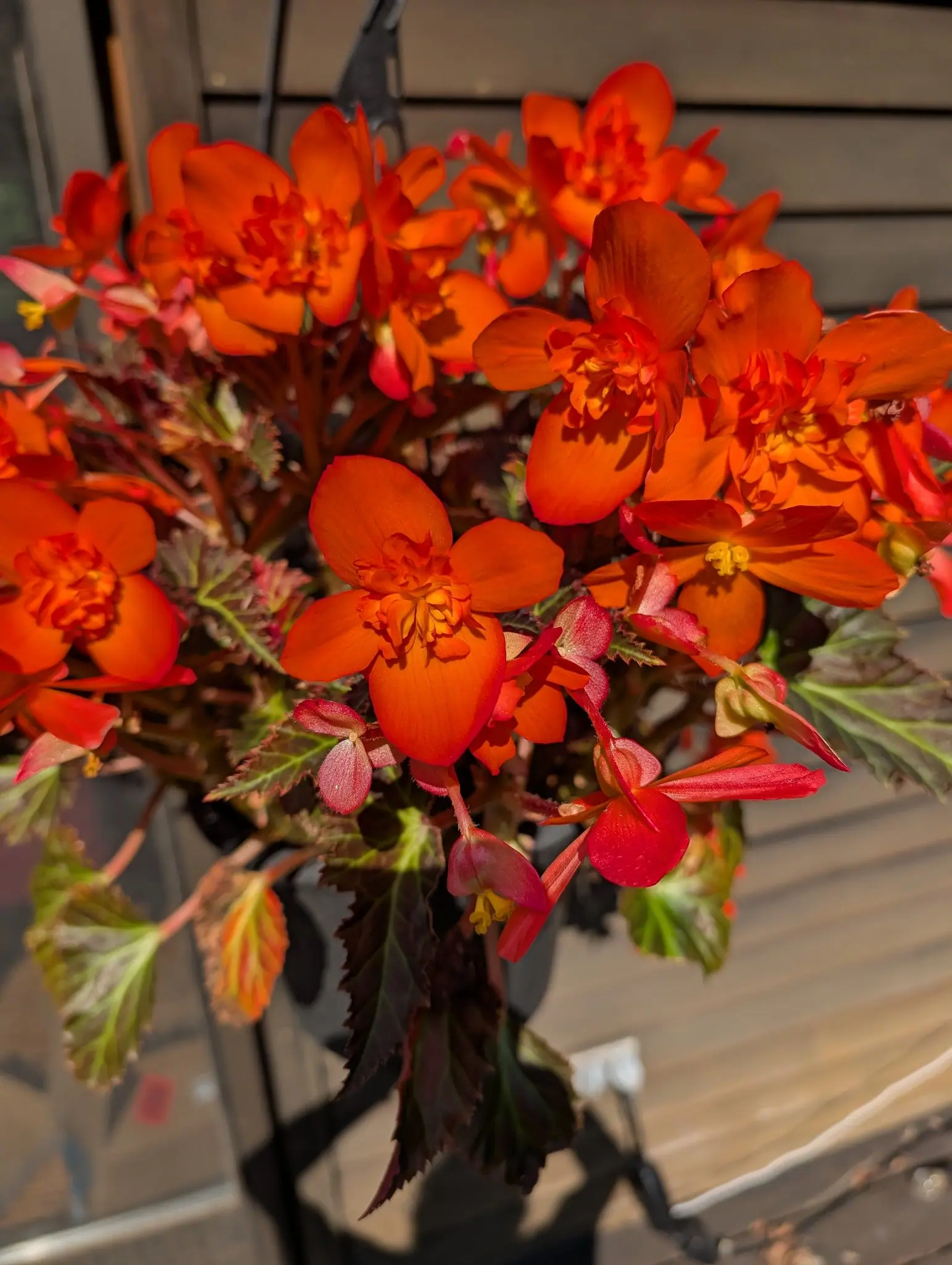 A mass of double orange-red begonia flowers with yellow centres above bronze-red leaves, in a pot on a black metal stand against a sunlit timber wall.