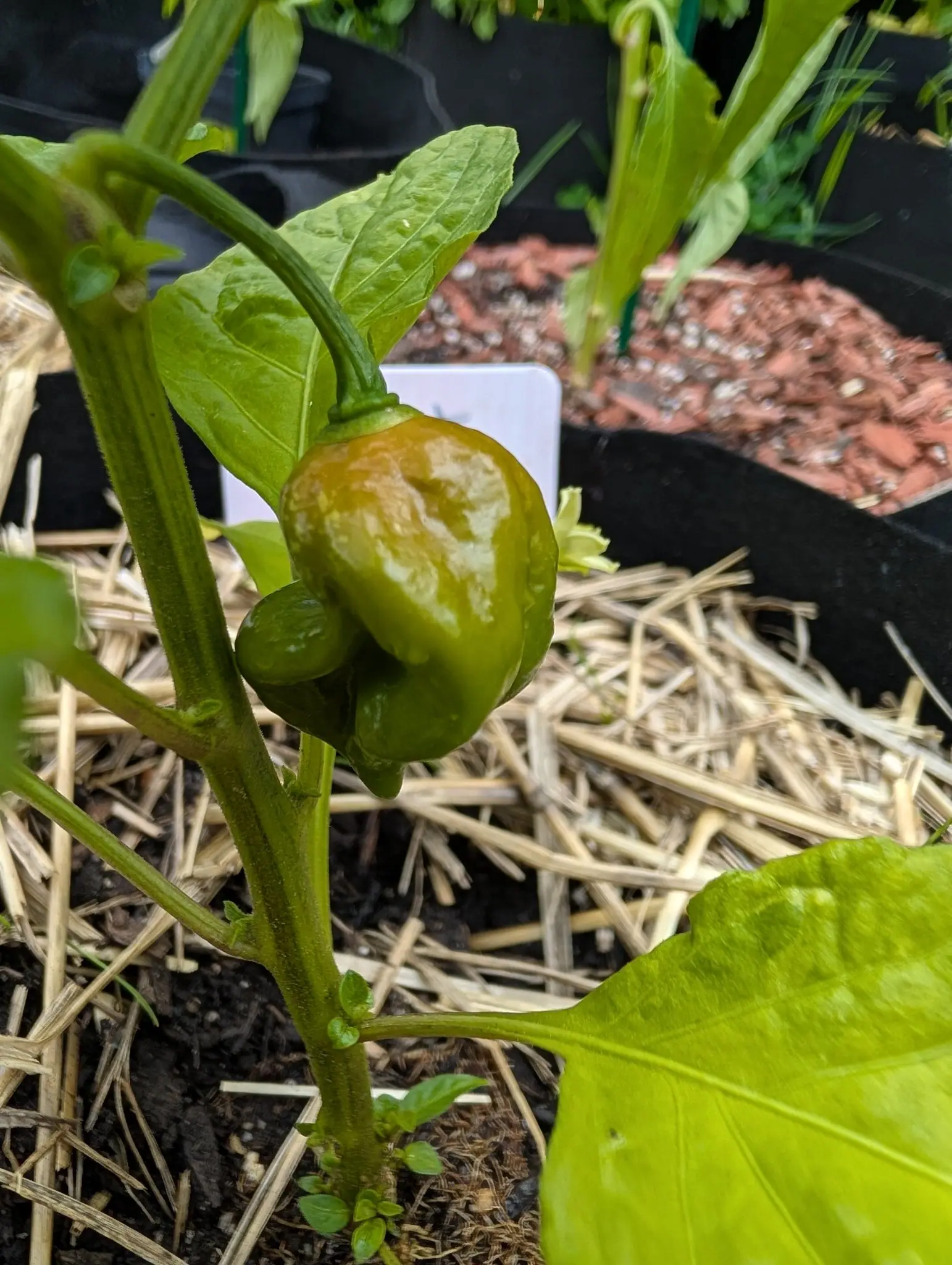 A wrinkled pepper turning from green to tan hanging low on the plant over straw mulch, a blank white label behind it and red-orange mulch beyond.