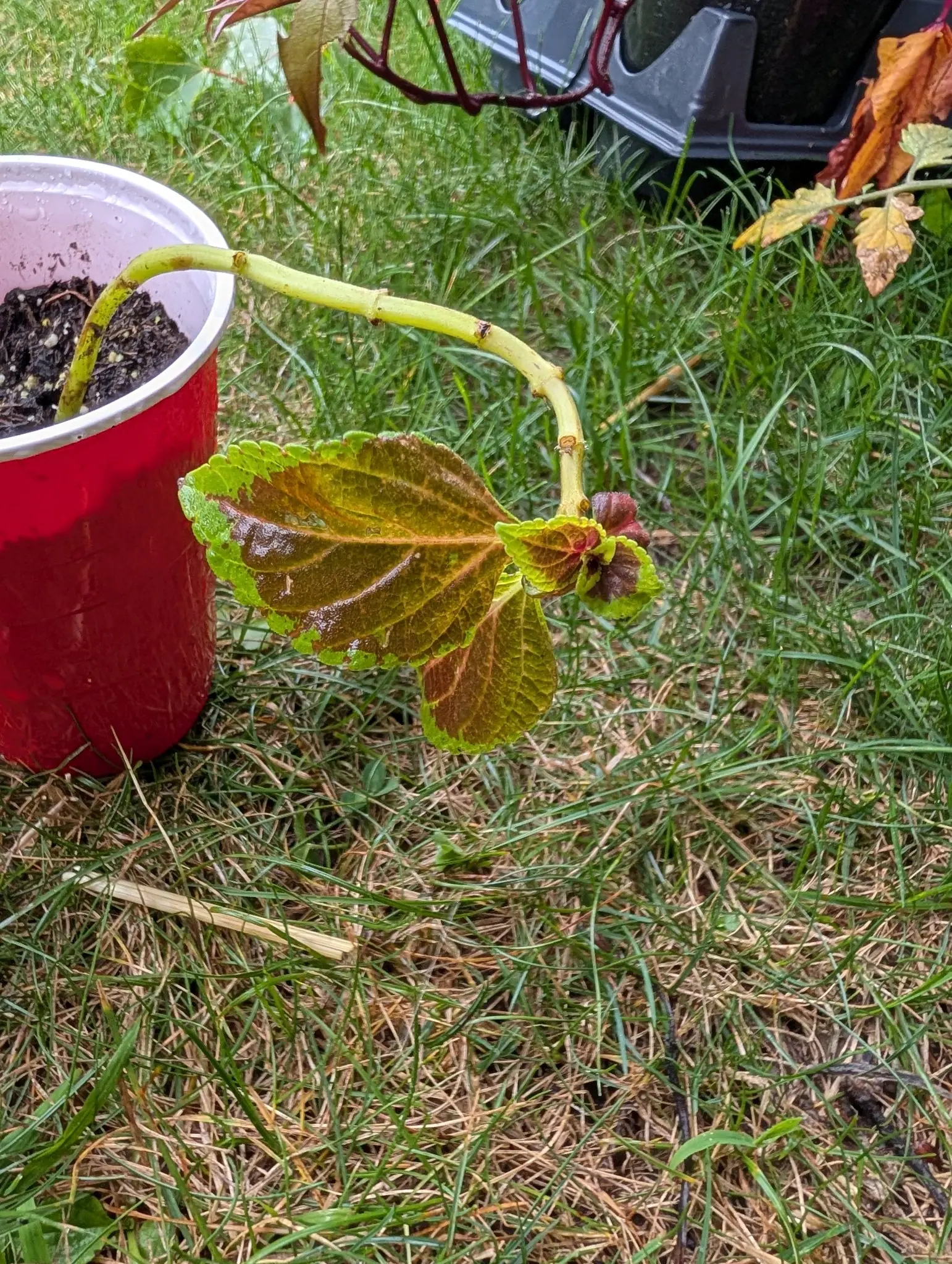 One long pale stem arching out of a red plastic pot over dry grass, carrying a single pair of large scalloped leaves that shade from bronze-green to russet along the veins, with a small new shoot at the tip.
