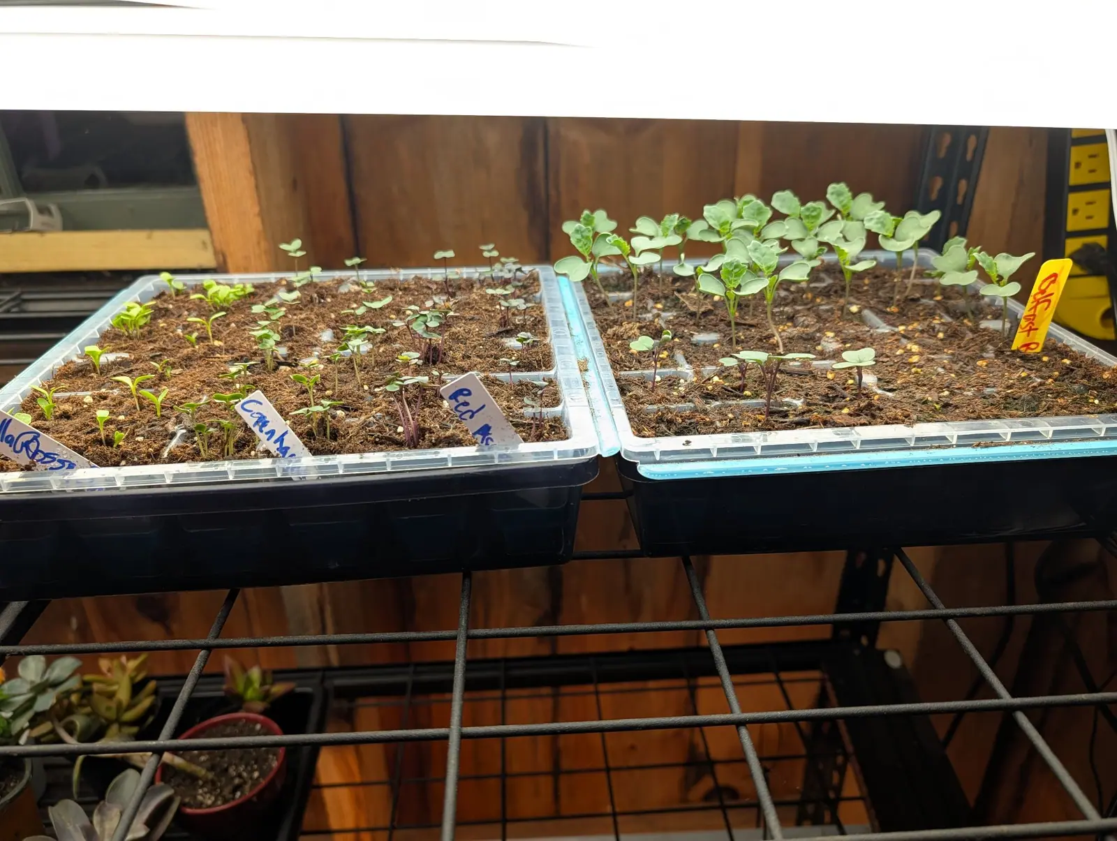 Two plastic seed trays of small seedlings on a wire rack under a strip light, handwritten labels along the tray edges and a timber wall behind.