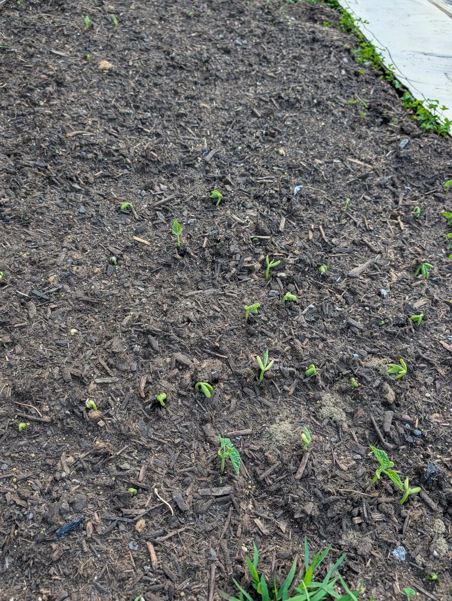 Rows of bean seedlings just breaking through a dark bark-mulched bed, some still hooked over with their seed coats attached, a concrete kerb along the right.