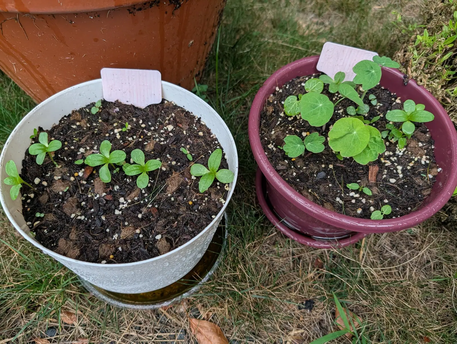 Two containers of dark compost on rough grass, a galvanised bowl and a plum-purple pot, each with a pink handwritten label and a scatter of young seedlings, a terracotta pot behind.