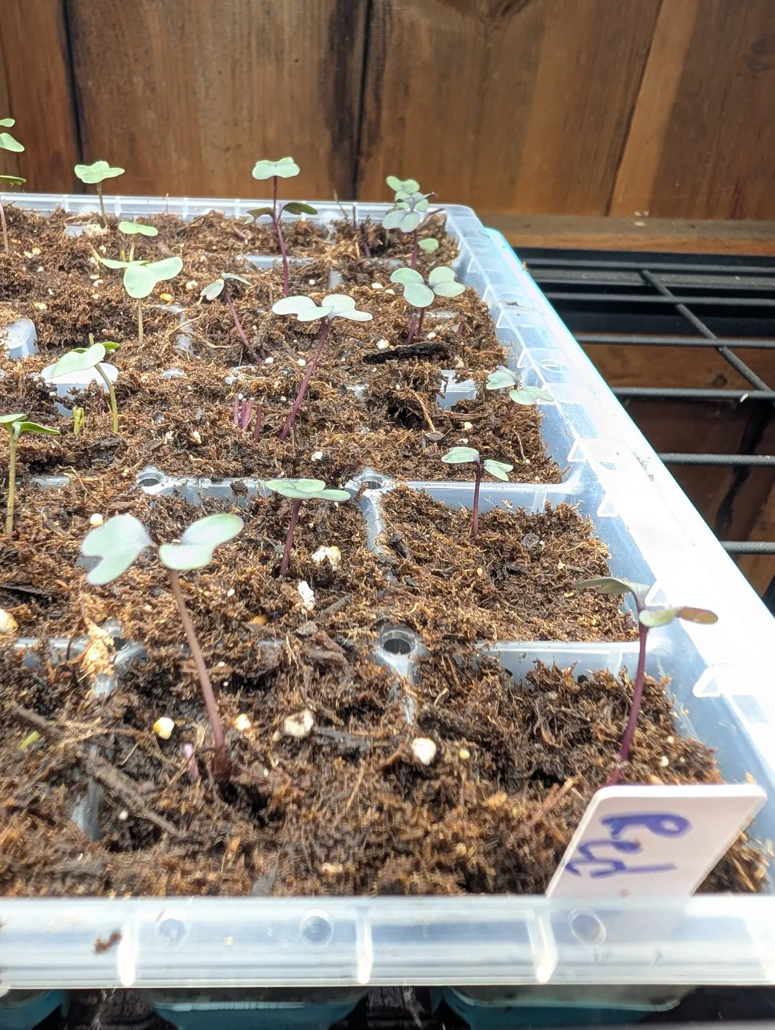 A cell tray of brassica seedlings with rounded leaves and red-purple stems on a wire rack, a white label written in blue at the corner and a timber wall behind.