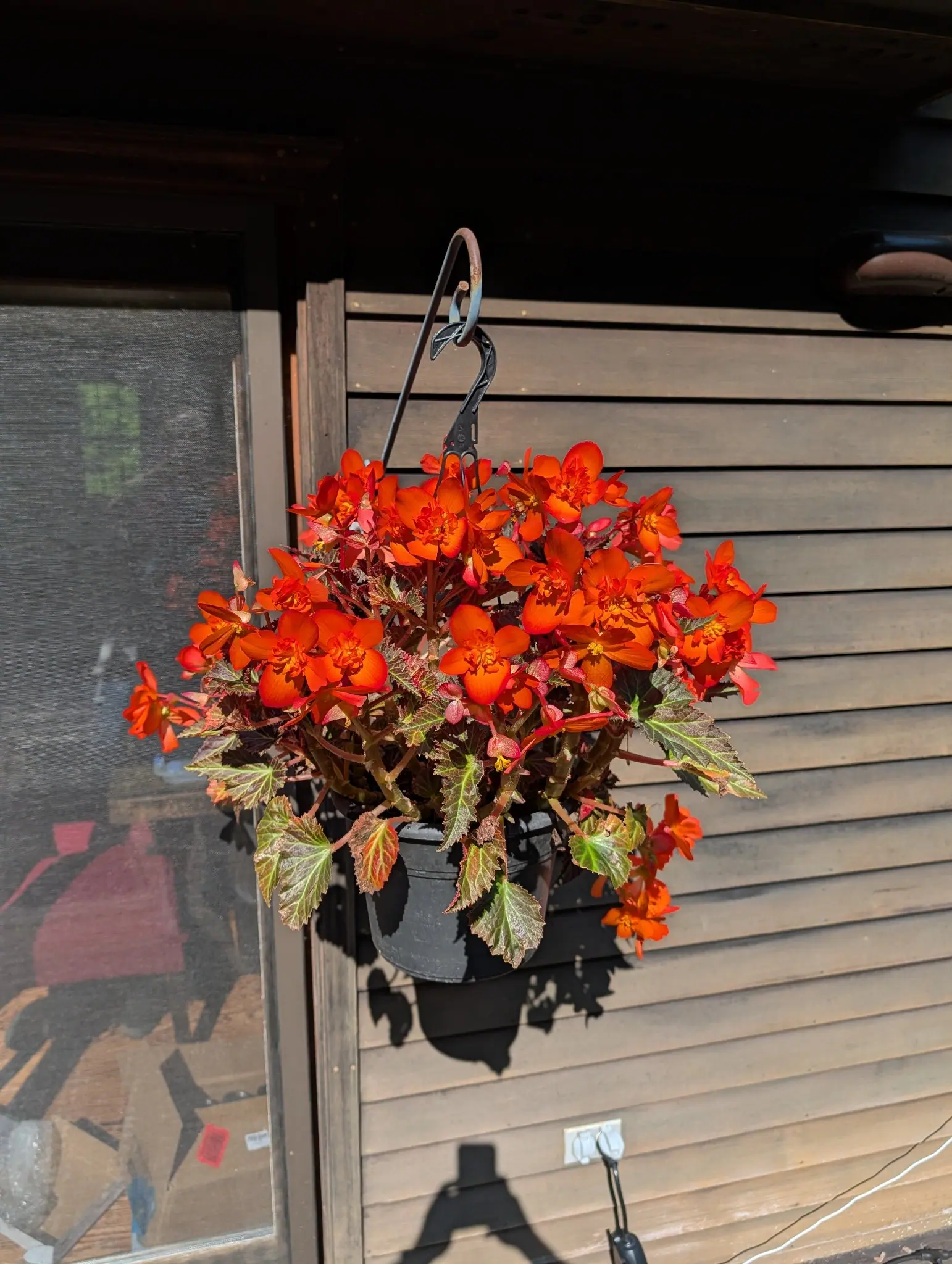 A black plastic hanging pot on a wrought-iron hook against horizontal wooden siding, packed with bright orange-red flowers above olive-green leaves with pale scalloped edges and reddish stems. The pot throws a hard shadow across the boards below.