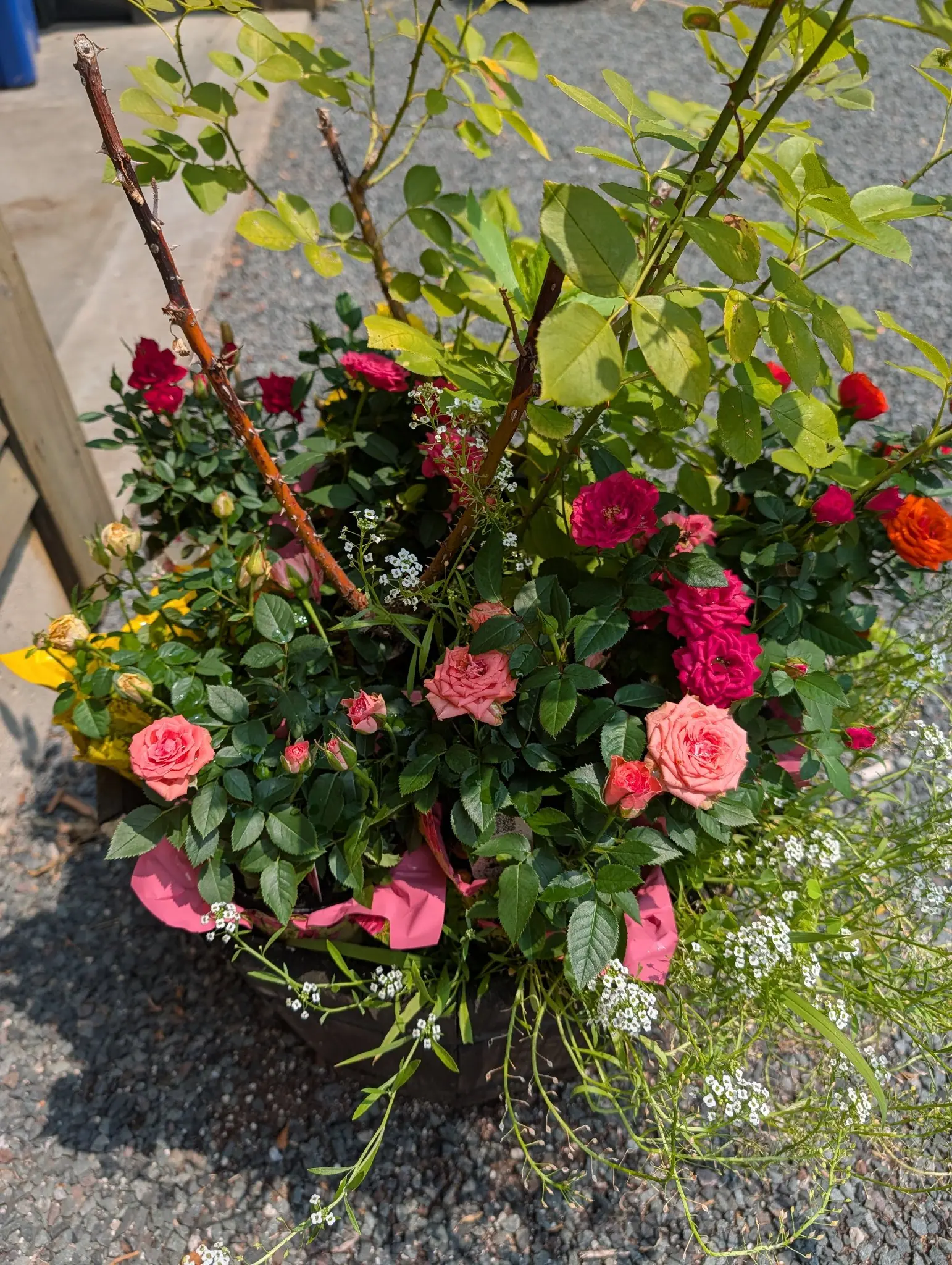 A dense mixed container of small roses in coral, cerise and deep crimson at several stages of opening, threaded through with sprays of tiny white flowers and glossy dark foliage. Bare cut canes and a taller leafy shrub rise out of the back; the pot stands on gravel.
