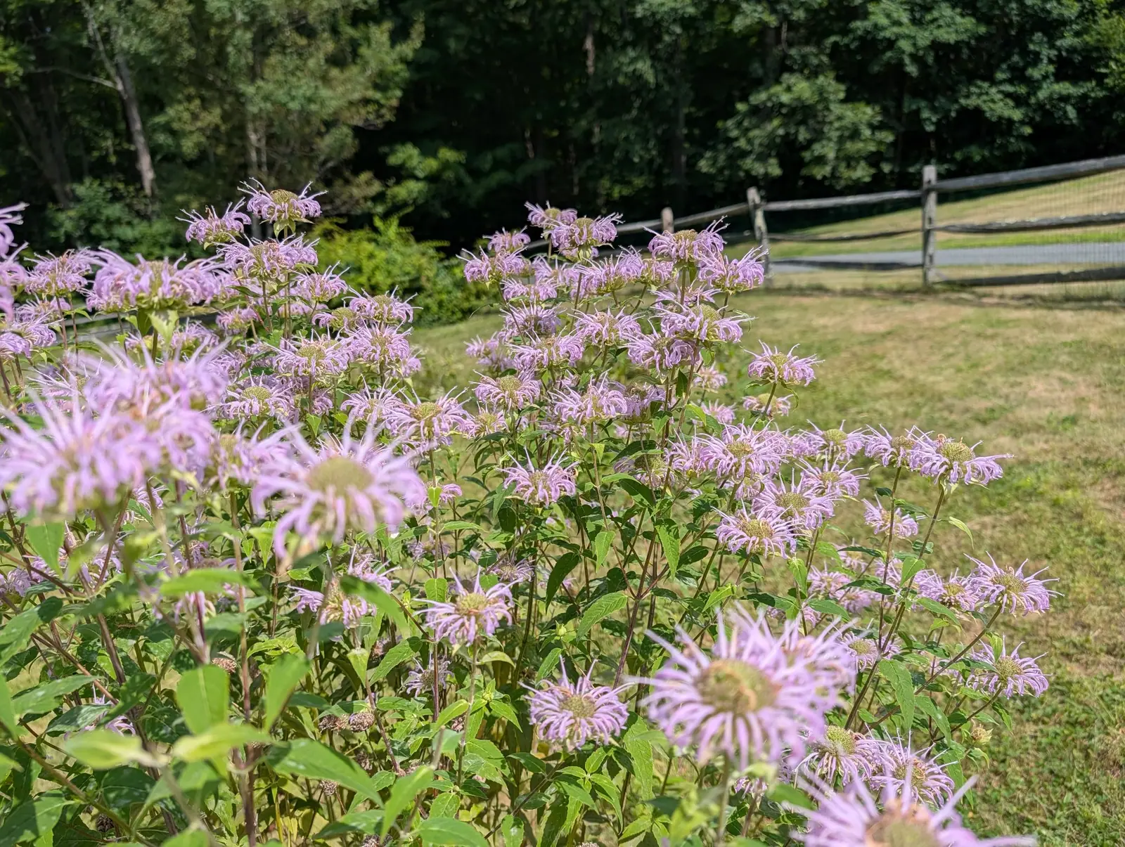A stand of wild bergamot in pale lilac shaggy heads along a split-rail fence, mown grass sweeping away and dark woodland behind.