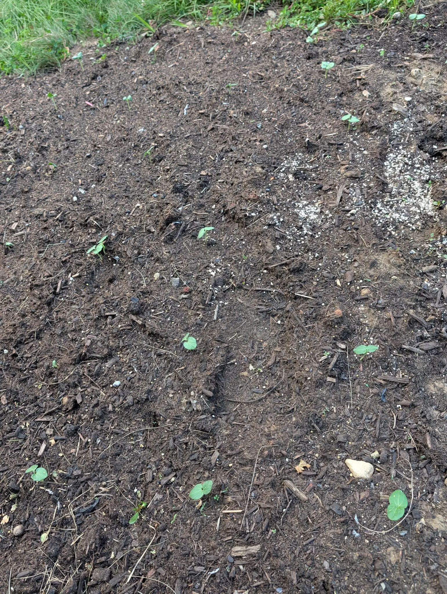 Bare dark compost dressed with pale grit and scattered with a few tiny seedlings, rough grass at the top edge and coarse bark through the soil.