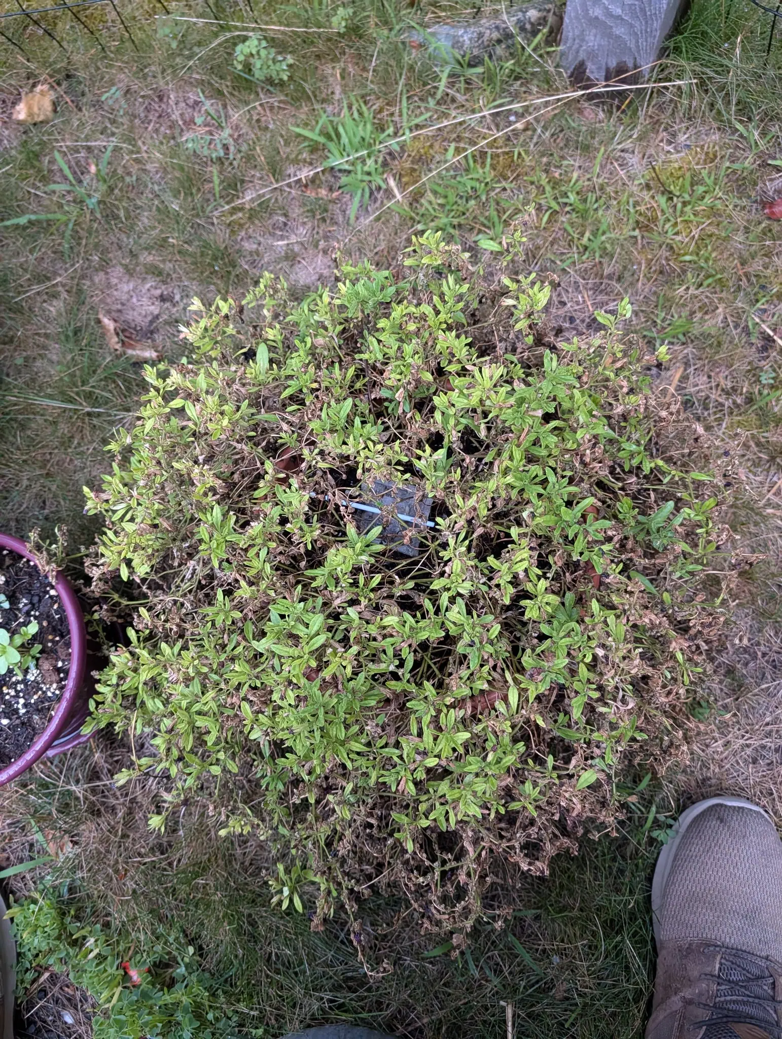 Looking down on a broad low mound in a dark pot, its fine green shoots crowded at the centre and its outer growth dried to grey-brown straw. A boot toe shows at the corner.