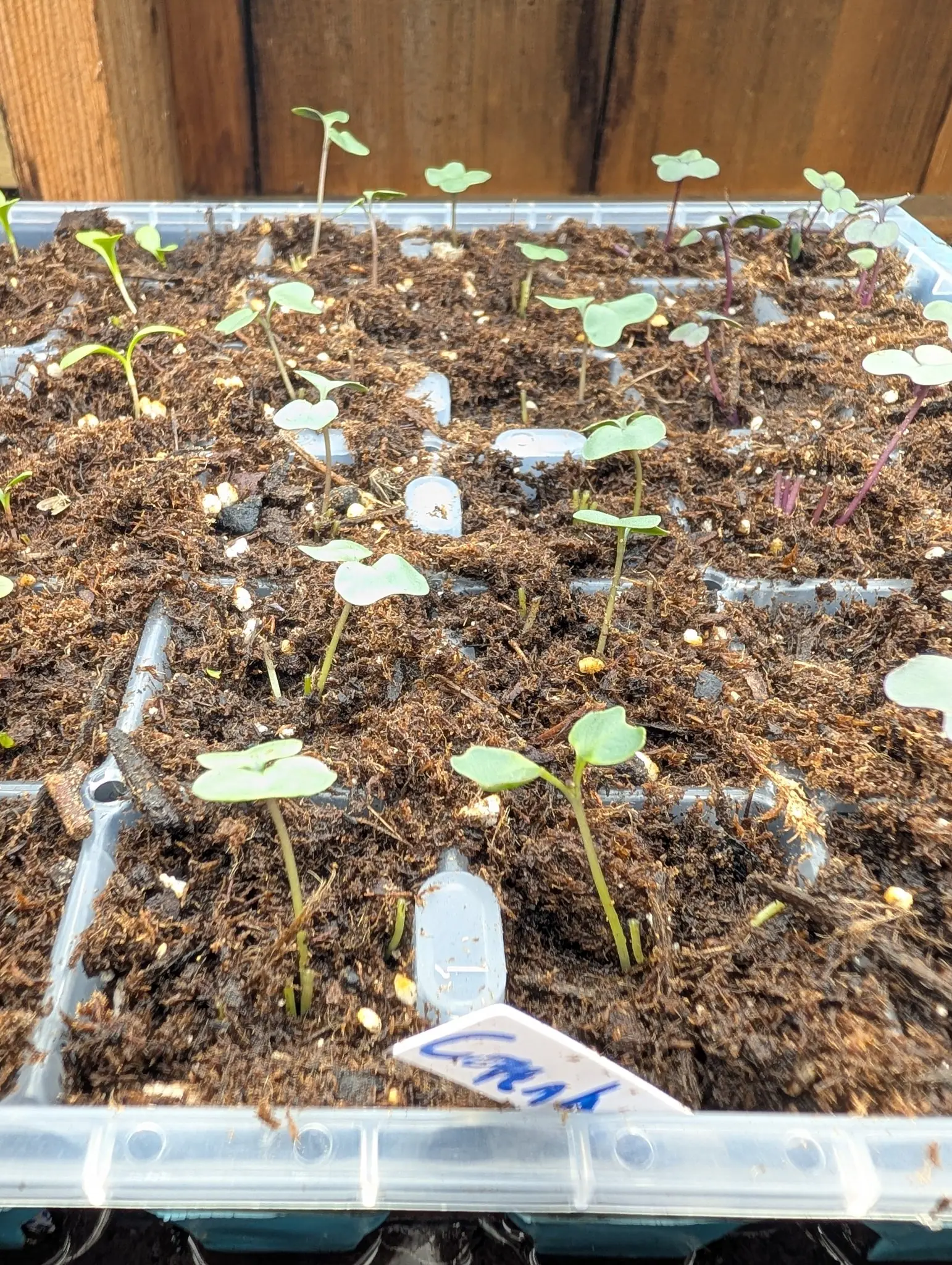 A cell tray of small brassica seedlings with rounded blue-green leaves and pale stems, a white label written in blue at the near corner and a timber wall behind.