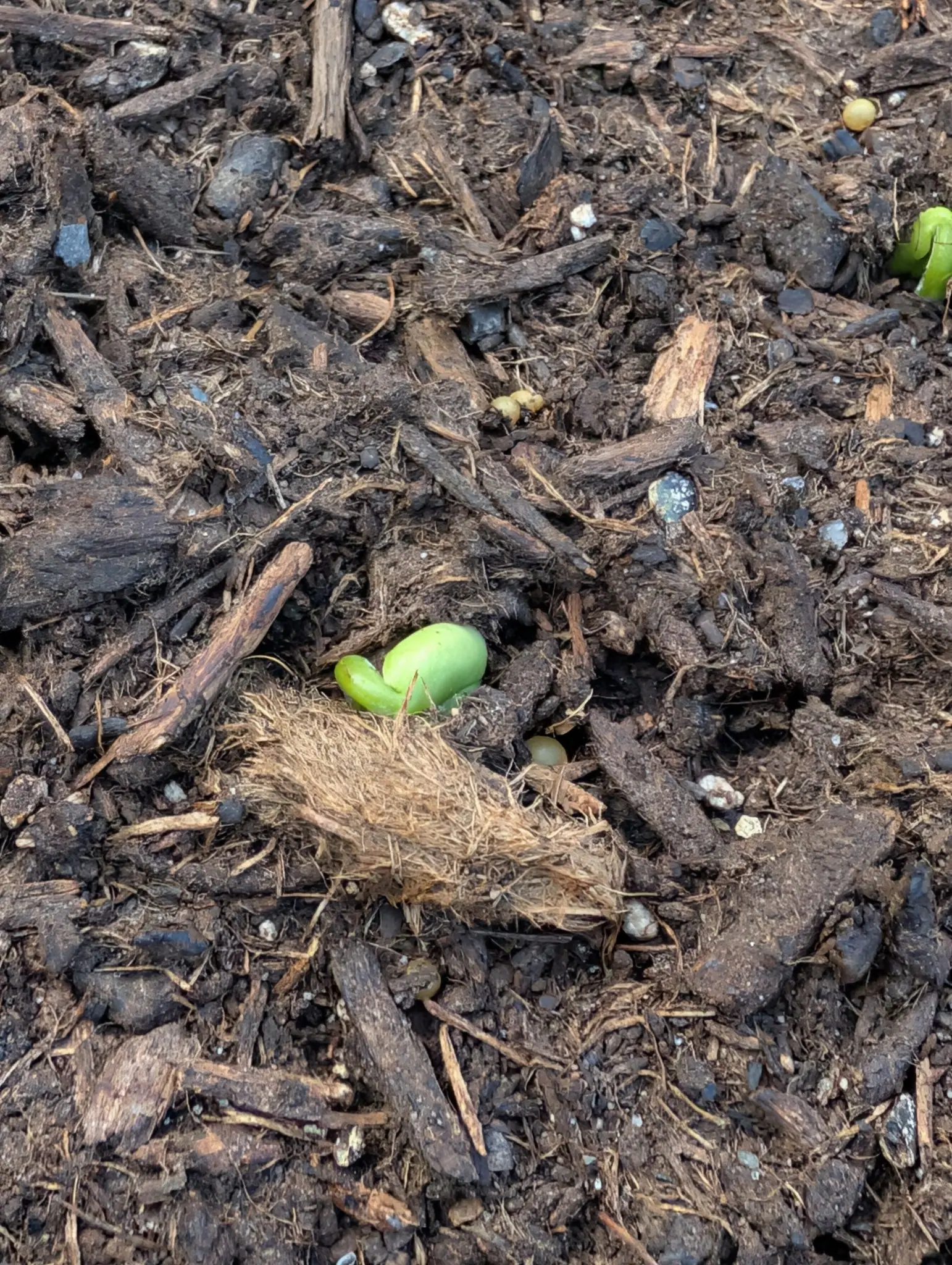 A bean seedling pushing up through coarse bark mulch, its two pale green cotyledons still folded together, with more seeds and a knot of coir alongside.