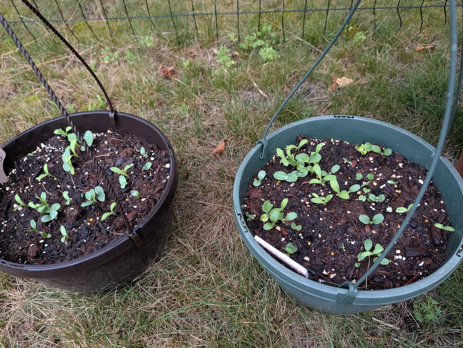 Two hanging baskets, one brown and one green, set down on dry grass by a wire fence, each filled with dark compost and small seedlings, a white label lying in one.