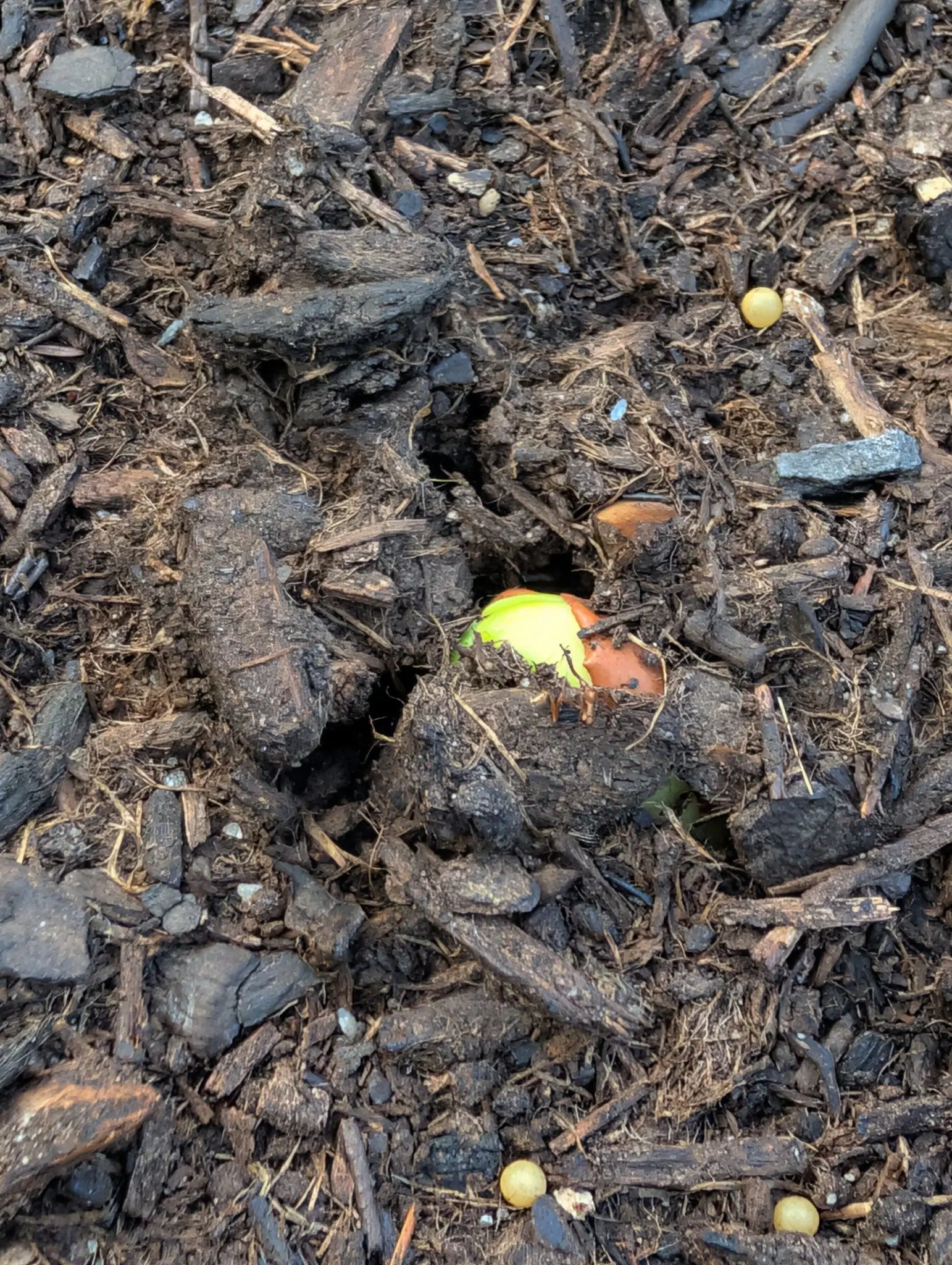 A germinating bean in coarse bark mulch, one yellow-green cotyledon lifting free of the split seed coat, pale seeds scattered across the surface nearby.