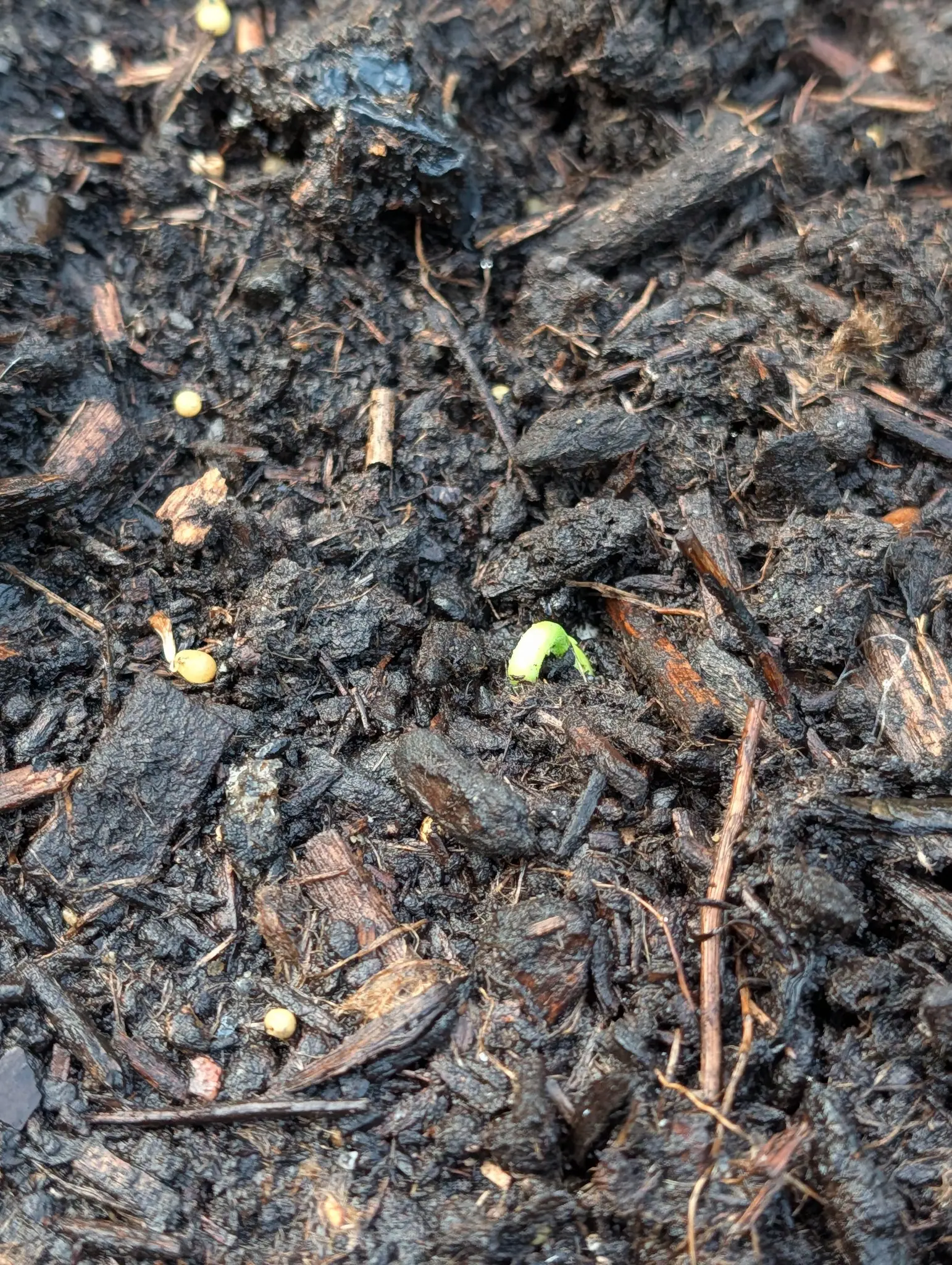 A bright yellow-green bean shoot emerging from dark bark mulch, pale seeds visible on the surface around it in low light.